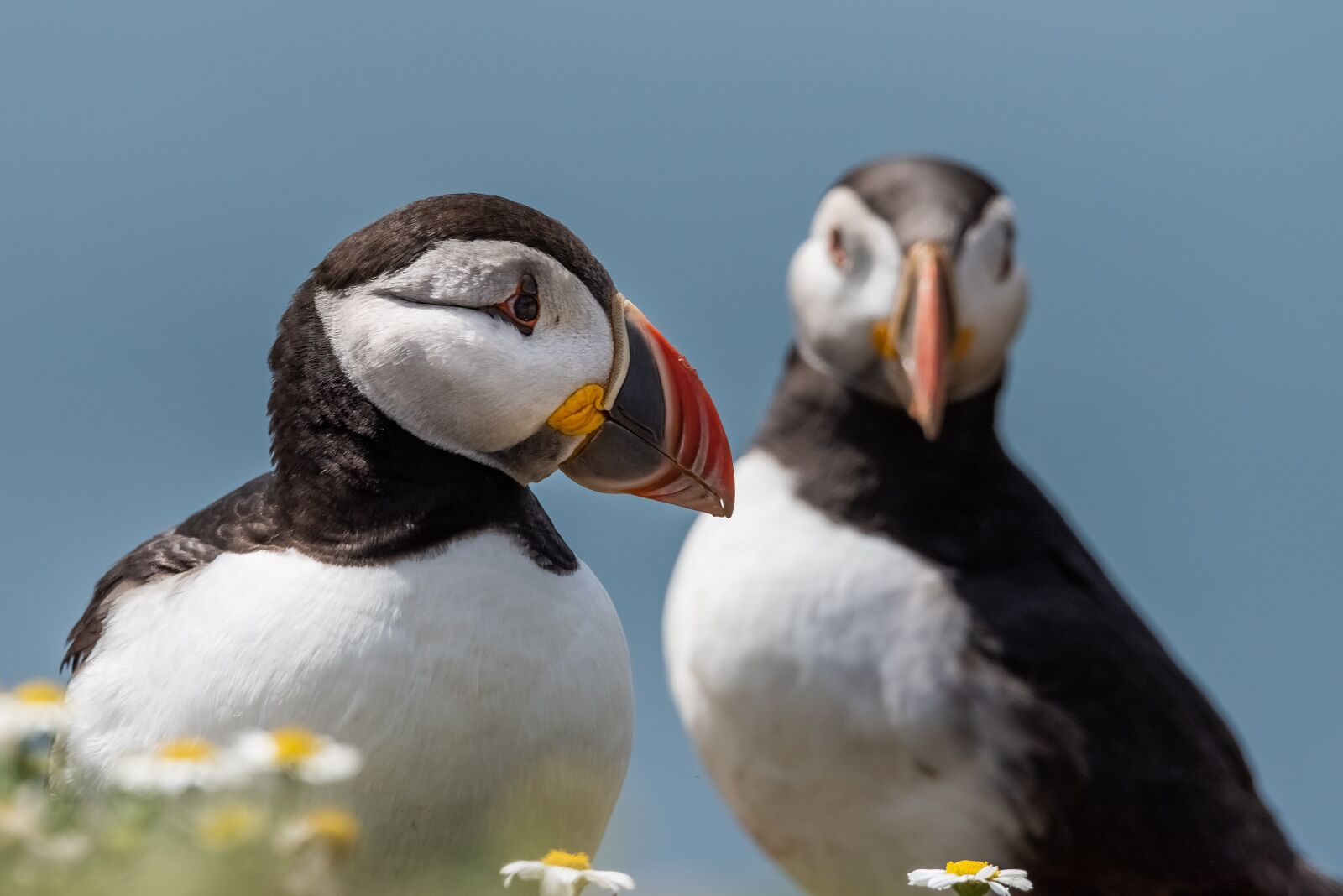 Nikon D810 sample photo. Puffins, bird, nature photography