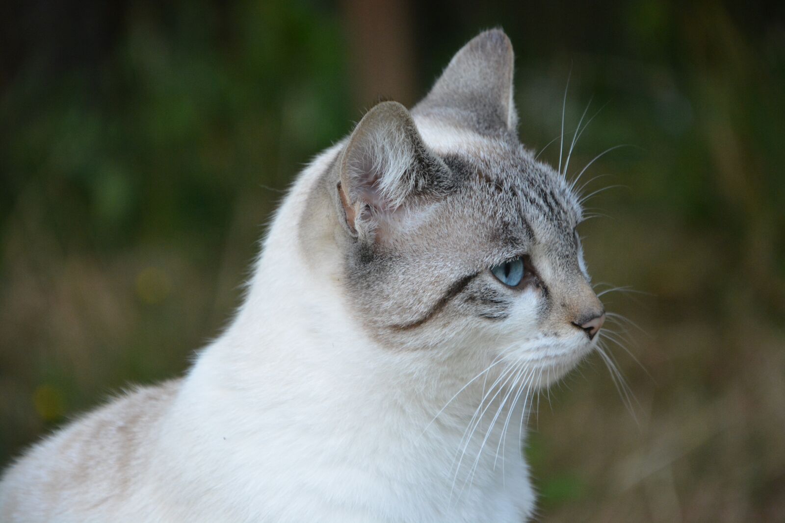 Nikon D5200 sample photo. Cat, portrait head, profile photography