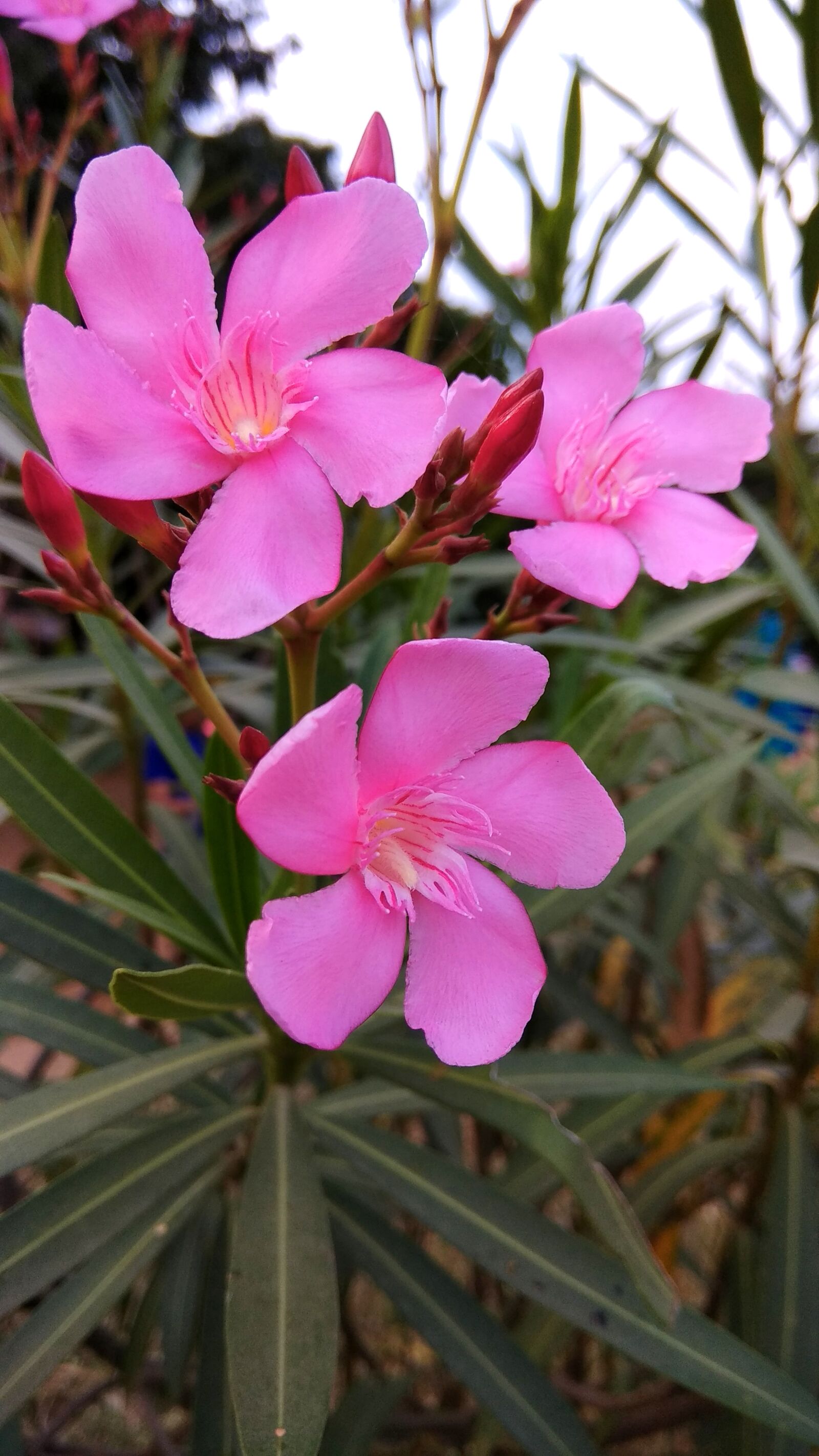 Xiaomi Redmi Note 4 sample photo. Beautiful, flowers, flower, wallpaper photography