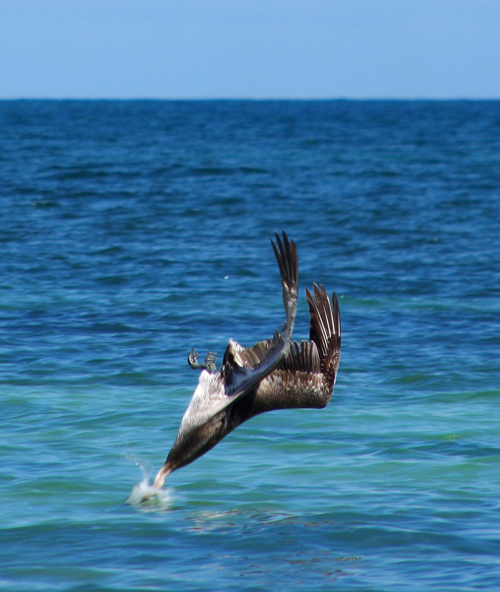 Pentax K-50 sample photo. Diving, fishing, pelican photography