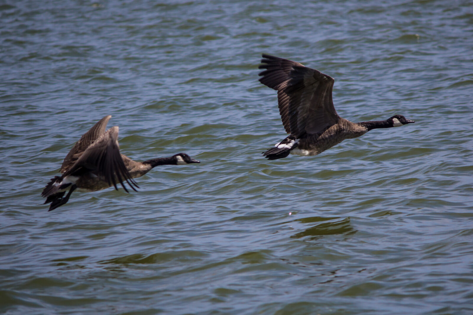 Canon EOS 600D (Rebel EOS T3i / EOS Kiss X5) sample photo. Geese photography