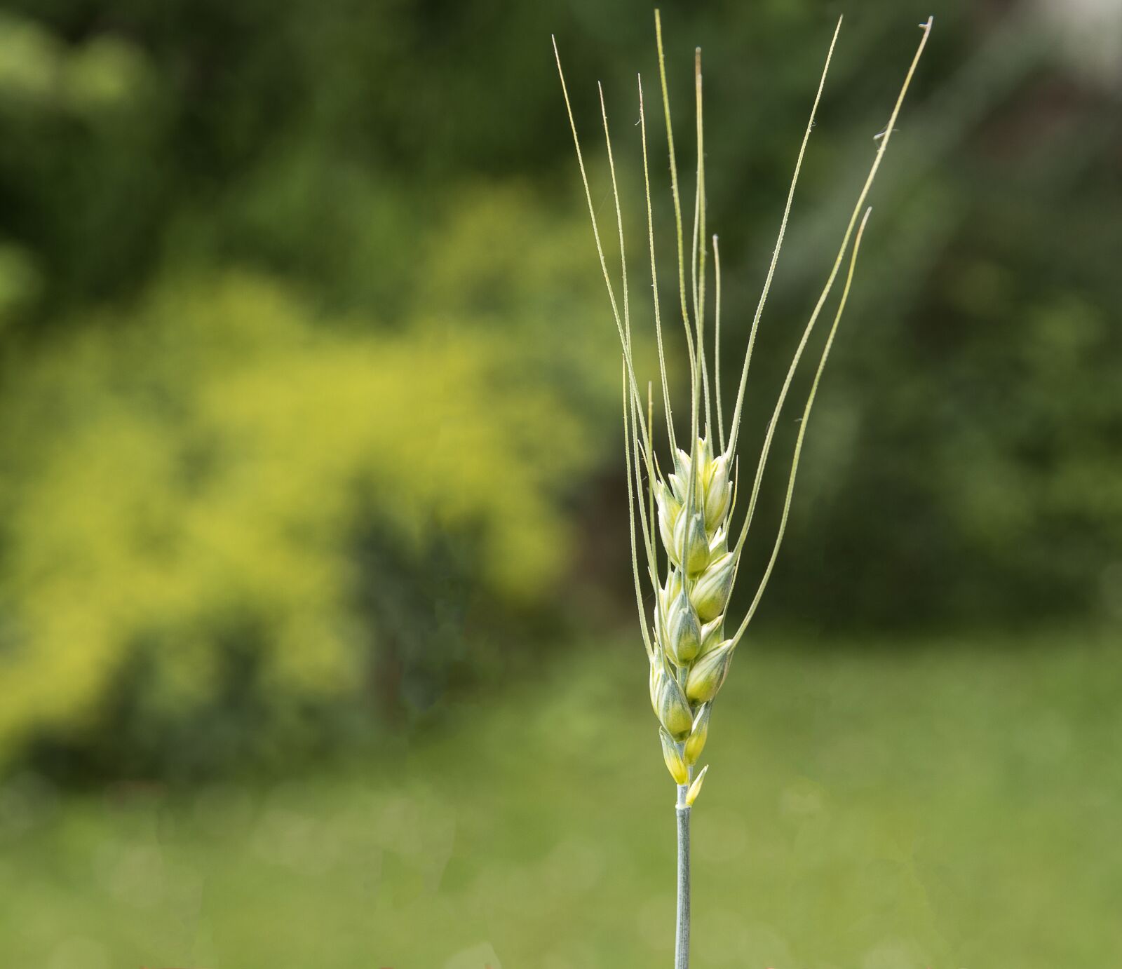 Canon EOS 80D sample photo. Barley, plant, crop photography