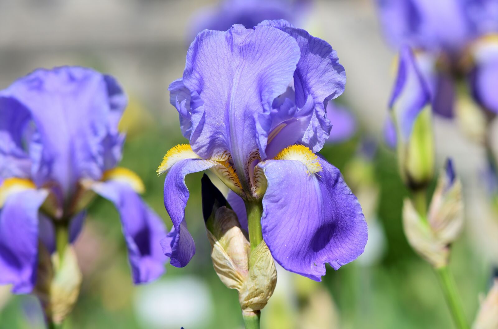Nikon D7200 sample photo. Iris, iris flower, schwertliliengewaechs photography