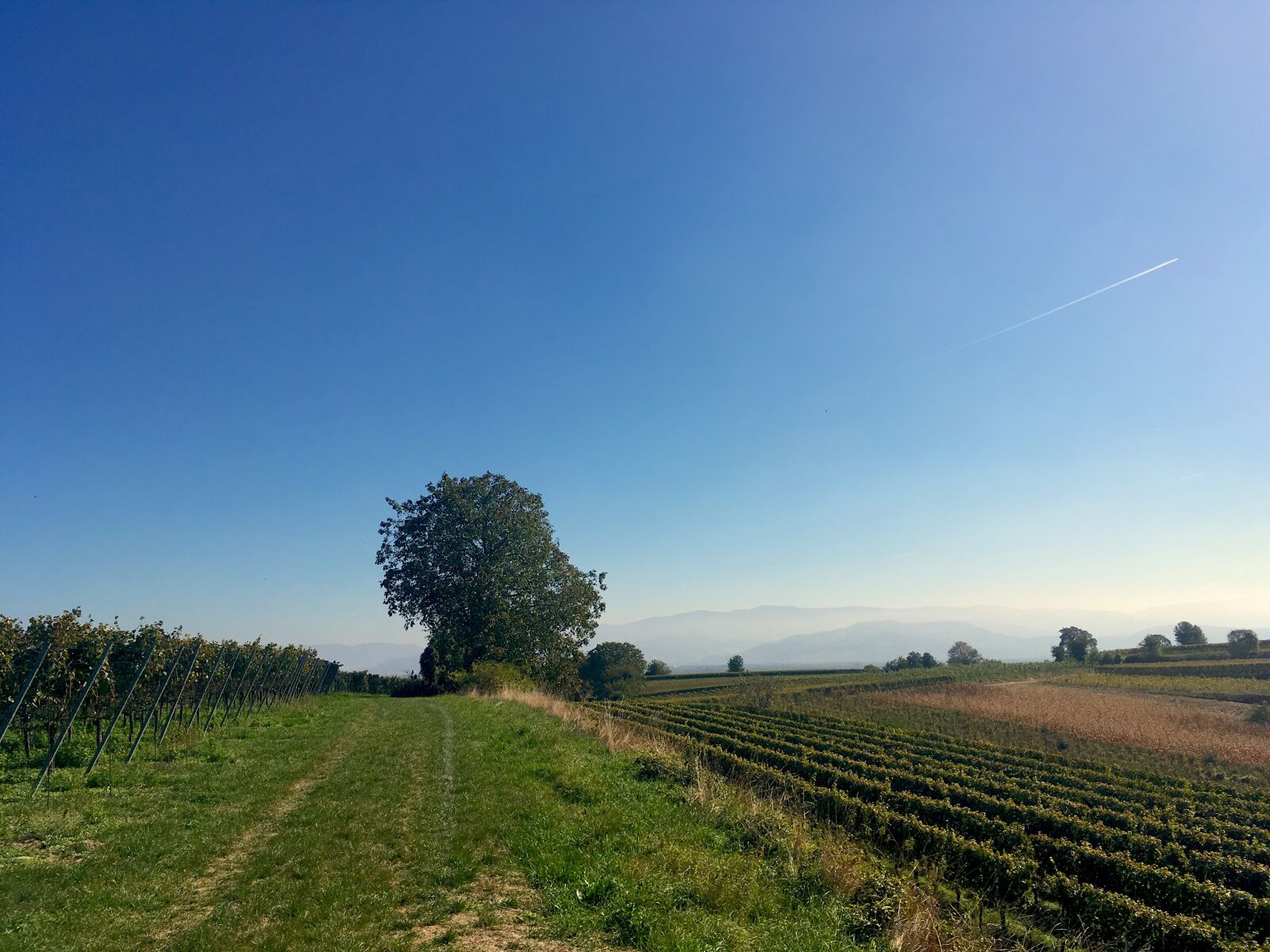 iPhone SE back camera 4.15mm f/2.2 sample photo. Kaiserstuhl, landscape, nature photography