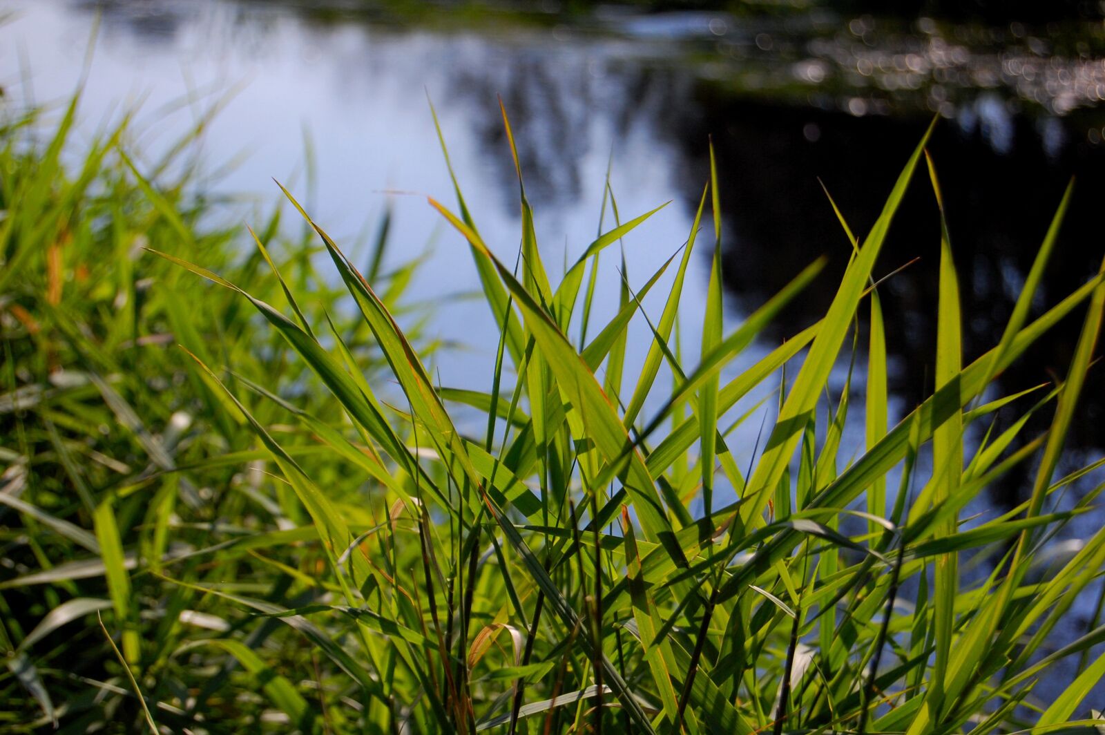 Nikon D40 sample photo. Grass, nature, growth photography