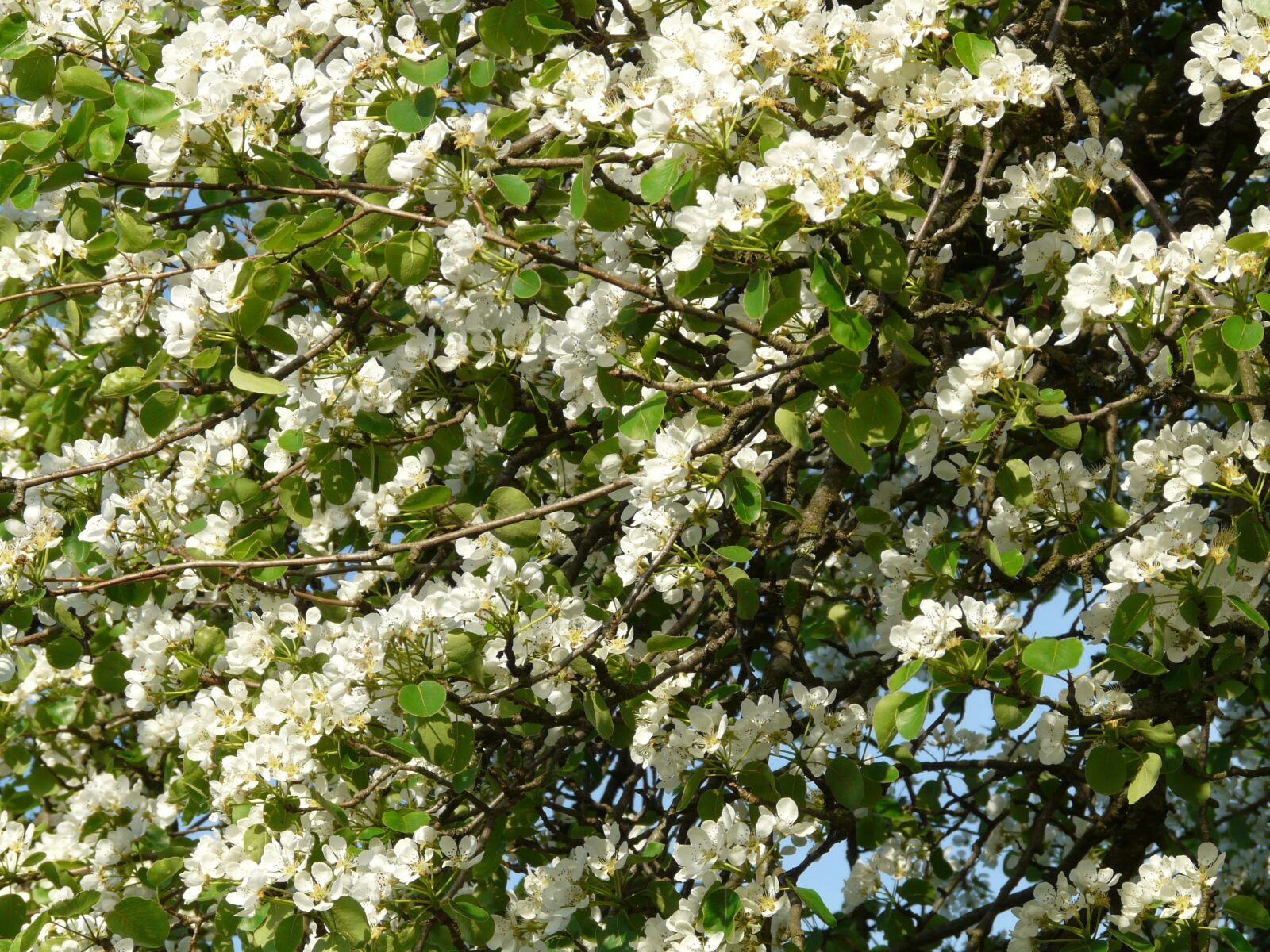 Panasonic DMC-FZ18 sample photo. Pear, flowers, white photography