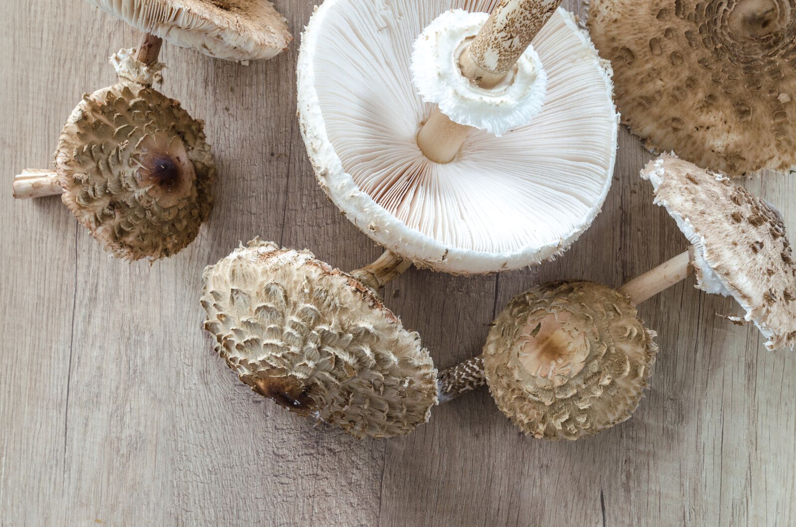 Nikon D5100 sample photo. Macrolepiota procera, parasol, collect photography