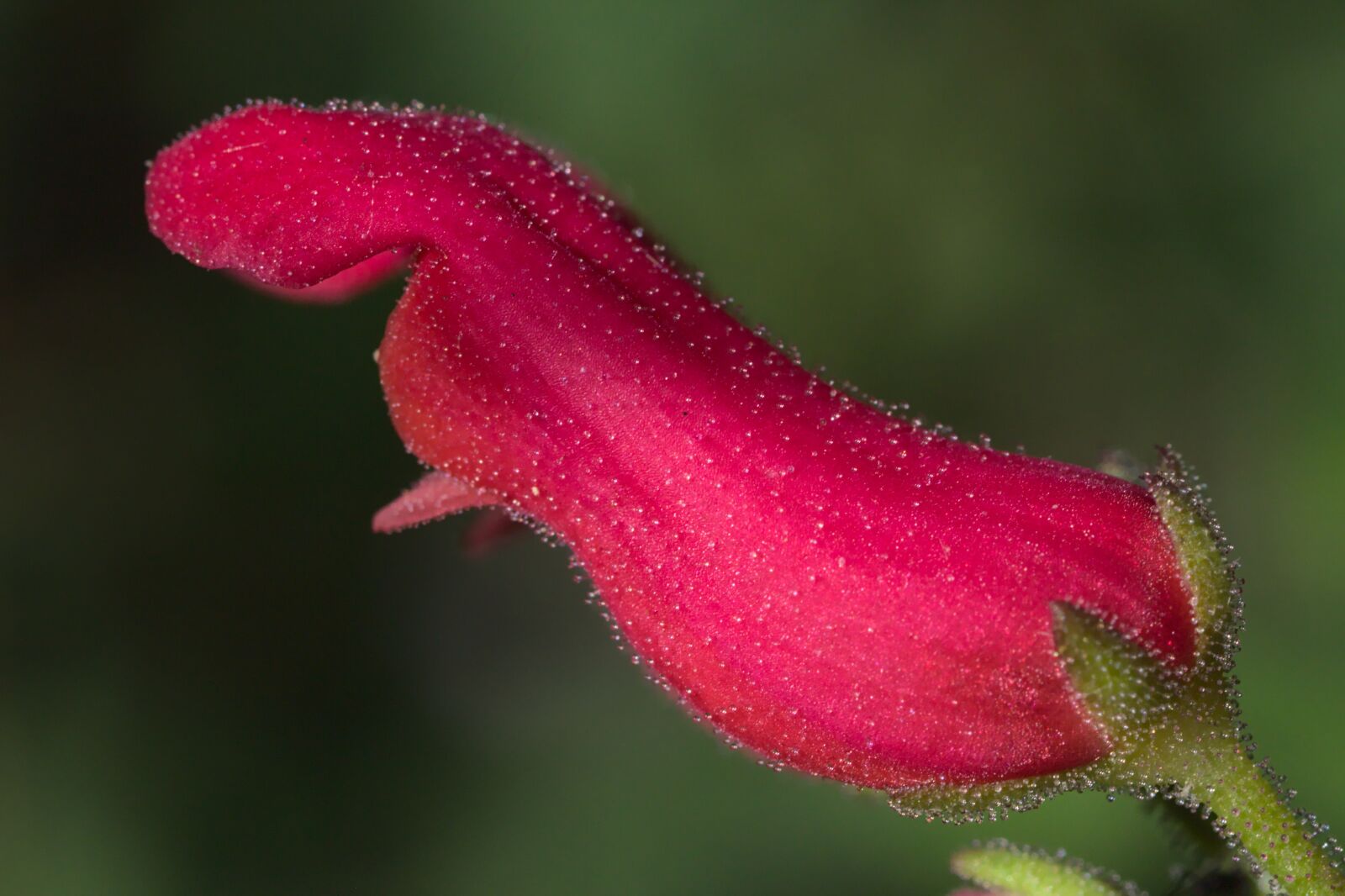 Canon EOS 700D (EOS Rebel T5i / EOS Kiss X7i) sample photo. Red, blossom, bloom photography