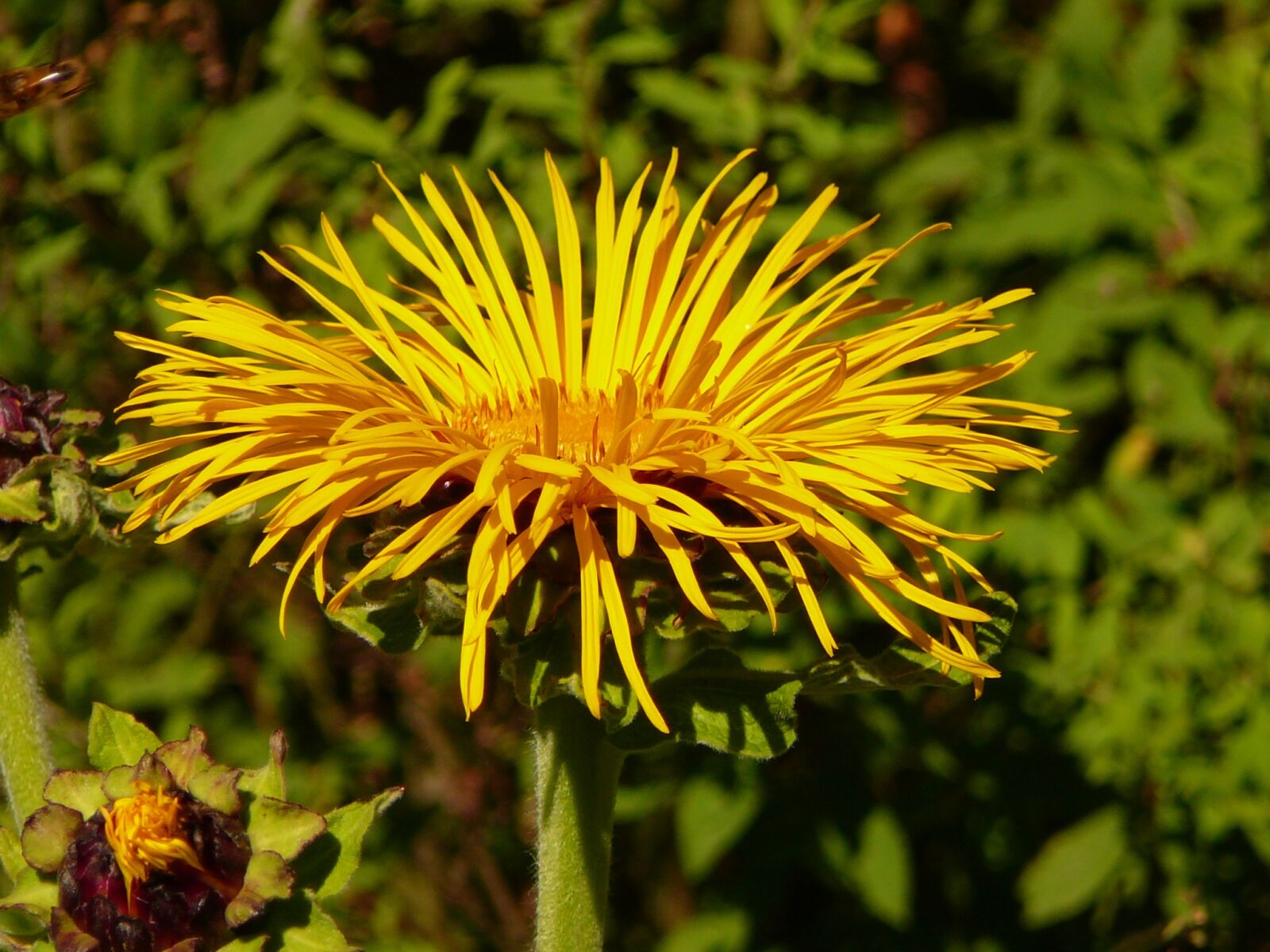 Panasonic DMC-TZ1 sample photo. Flower, cottbus, sunflower photography