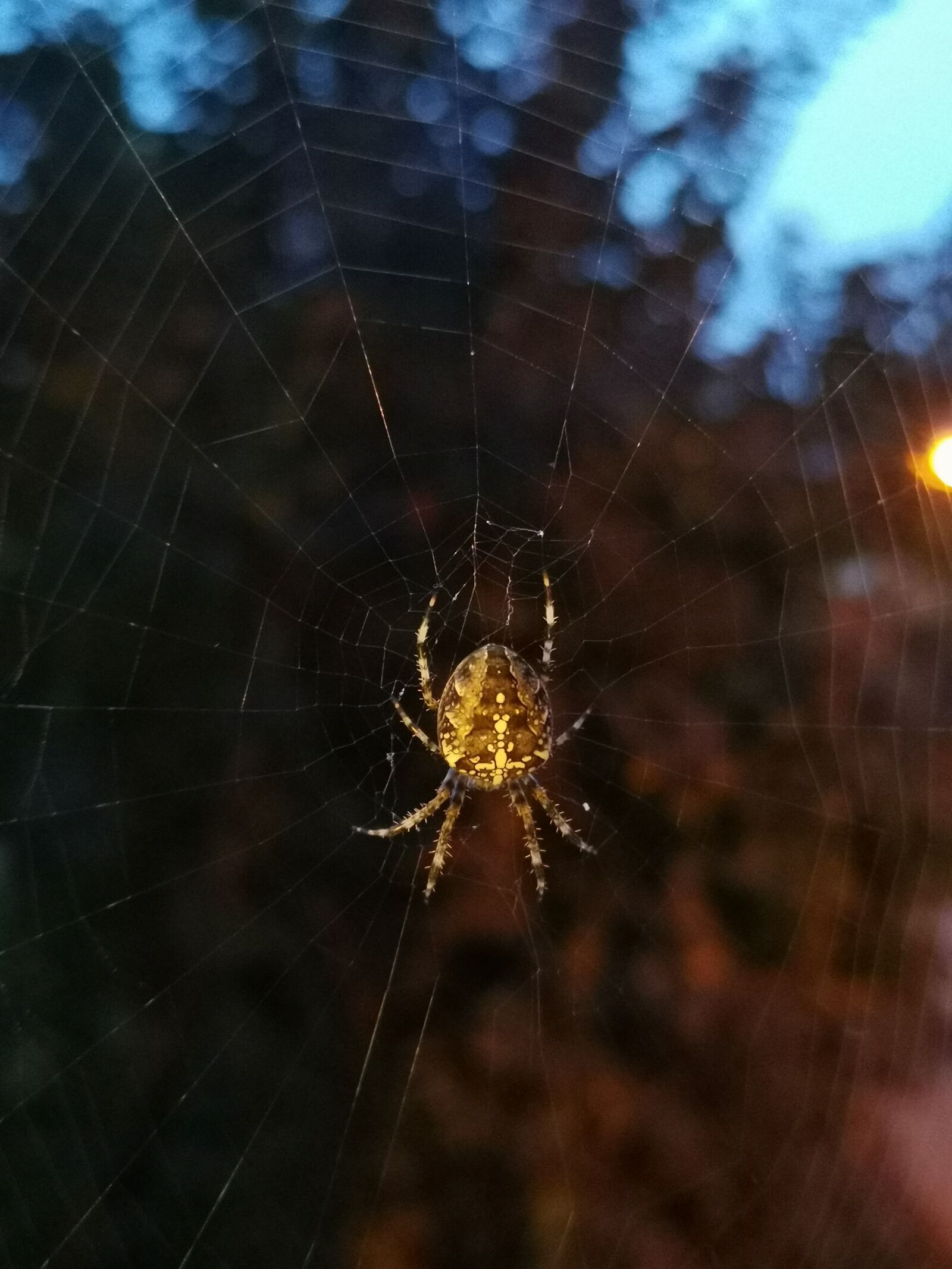 HUAWEI LYA-L29 sample photo. Araneus, spider, cobweb photography