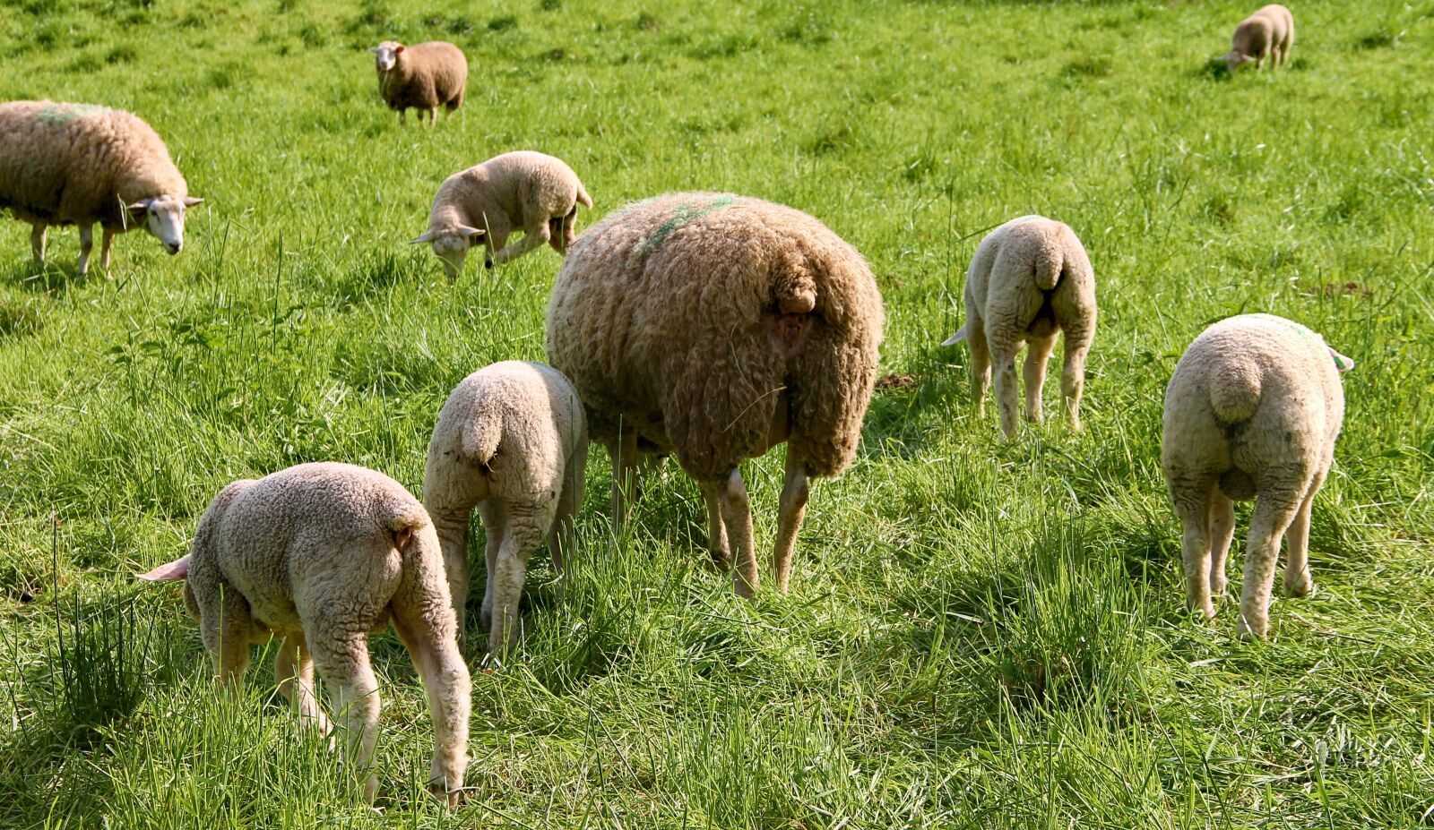 Canon EOS 1100D (EOS Rebel T3 / EOS Kiss X50) sample photo. Flock of sheep, lambs photography