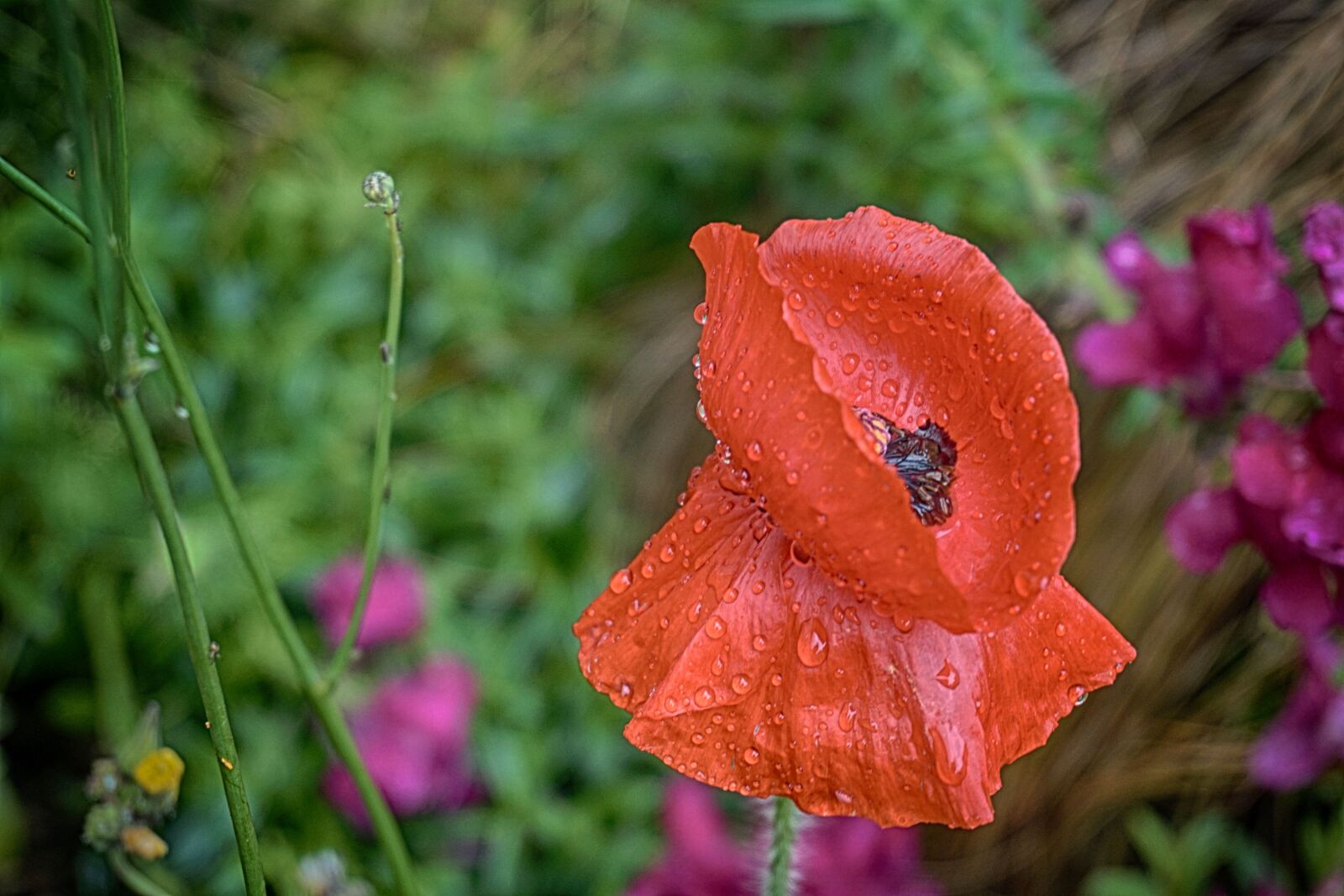 Sony a6000 sample photo. Botanique, coquelicot, fleur, fleur photography