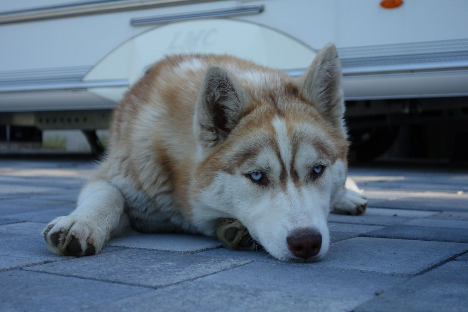 Sony Cyber-shot DSC-RX100 sample photo. Husky, red, blue eye photography
