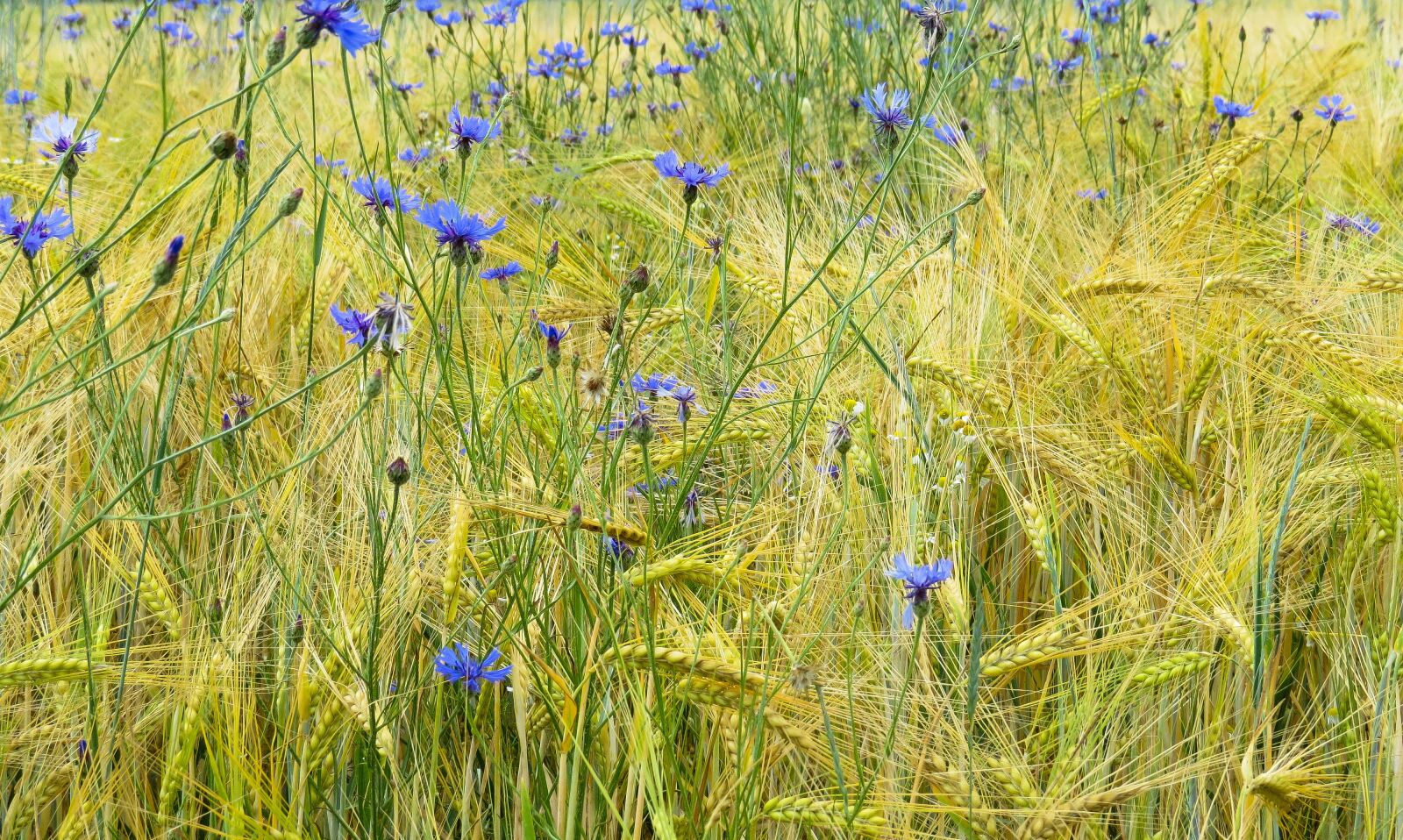 Canon PowerShot SX50 HS sample photo. Landscape, nature, summer photography