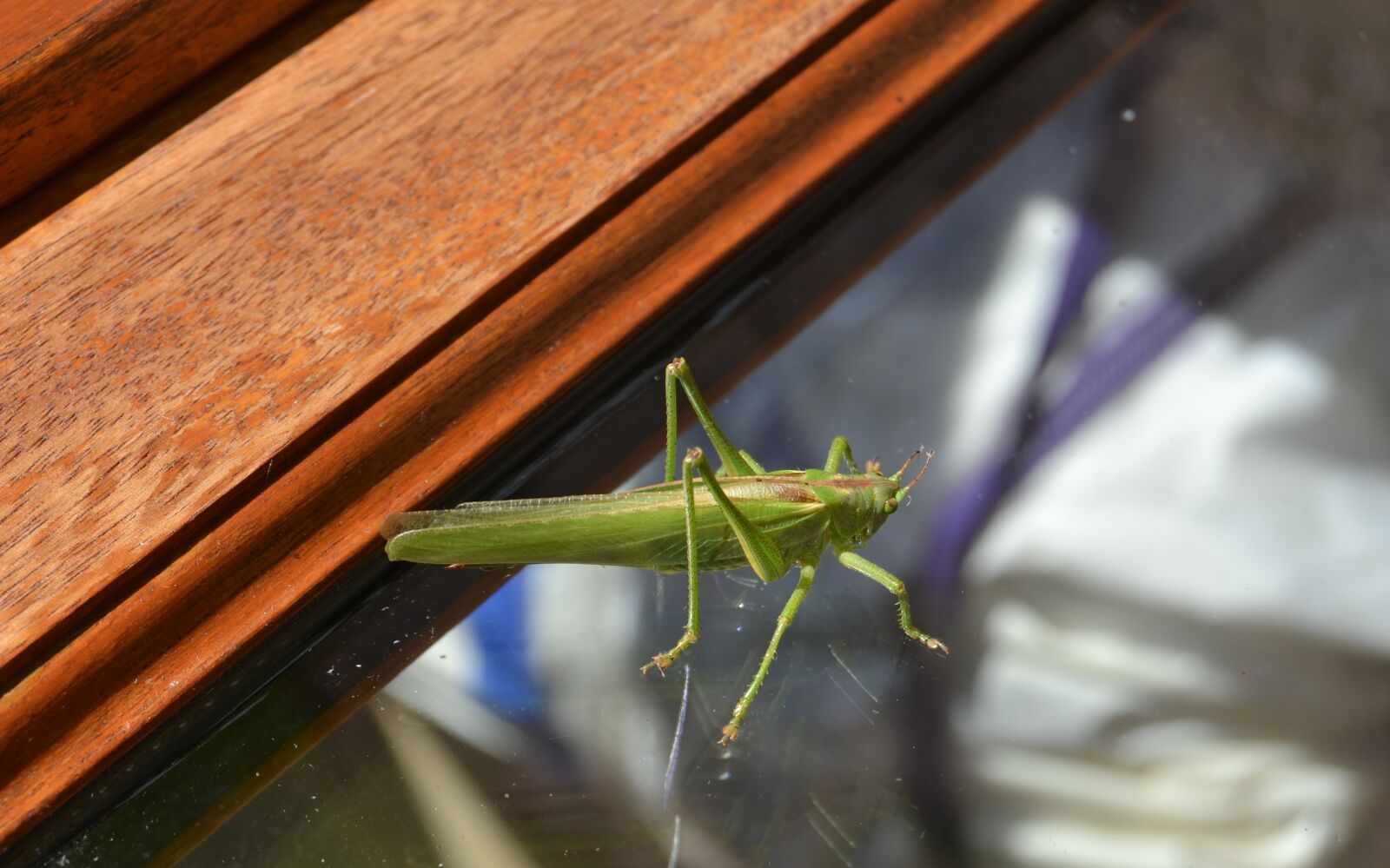 Nikon D3100 sample photo. Locust, insect, green photography