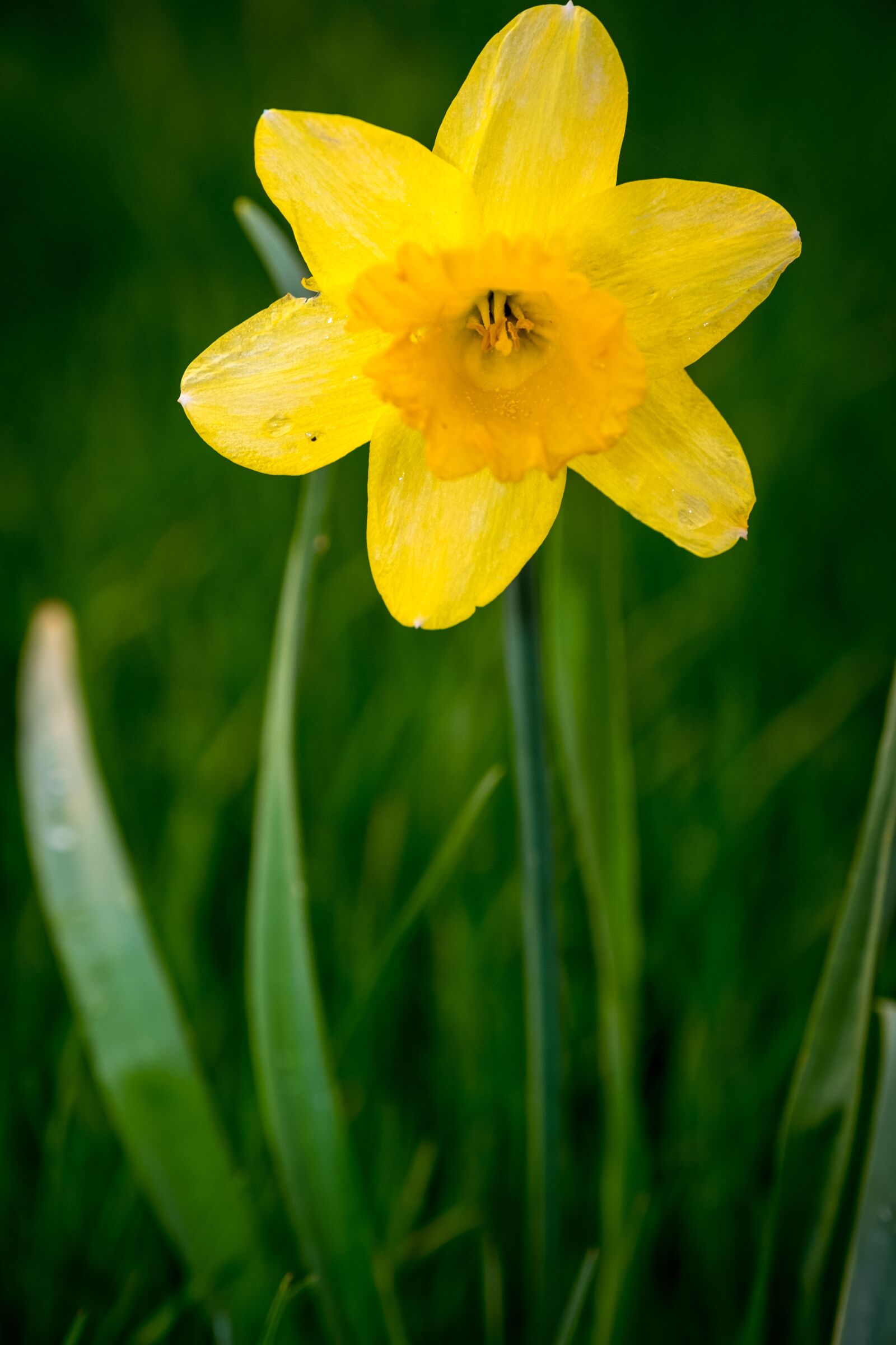 Fujifilm XF 16-55mm F2.8 R LM WR sample photo. Plant, nature, flower photography