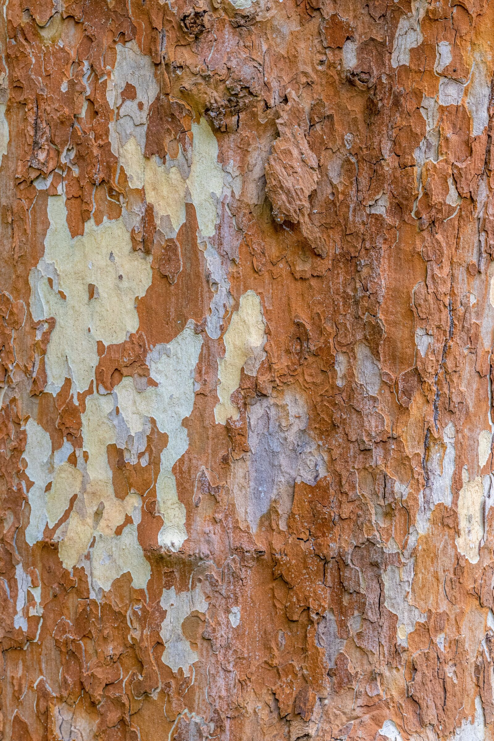 Canon EOS 80D + Canon EF 24-105mm F4L IS USM sample photo. Bark, tree, wood photography
