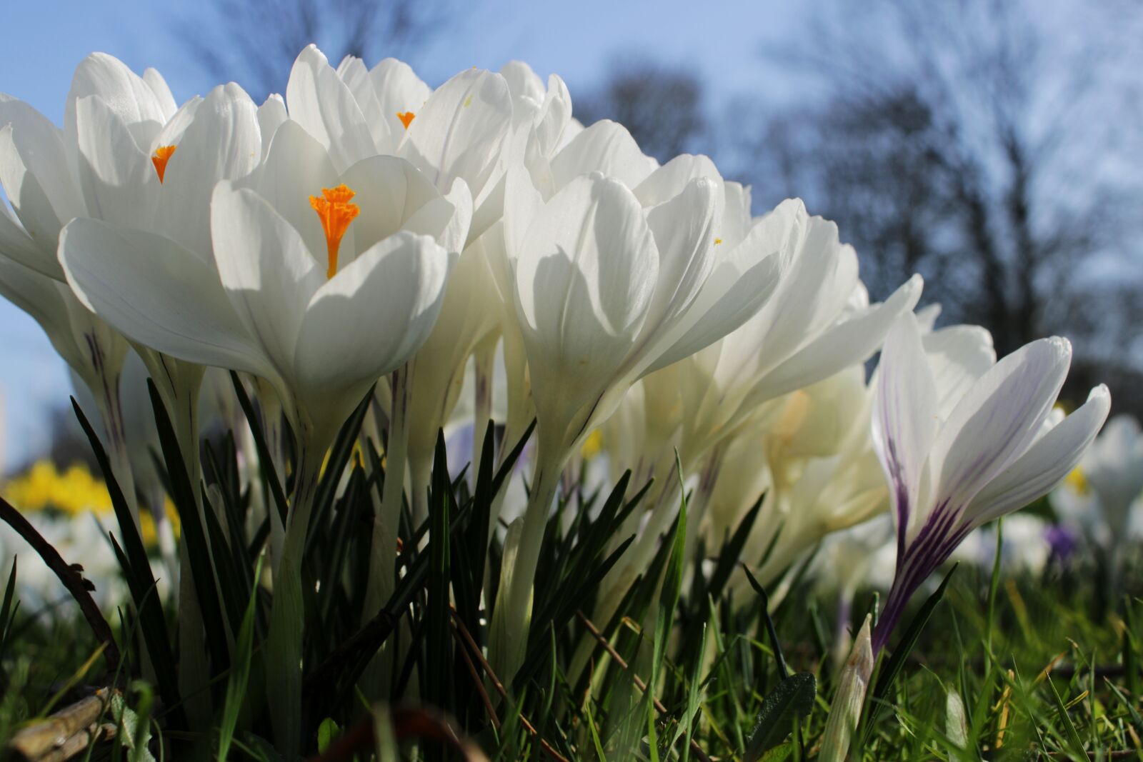 Canon EOS 2000D (EOS Rebel T7 / EOS Kiss X90 / EOS 1500D) sample photo. Crocus, white, flower photography
