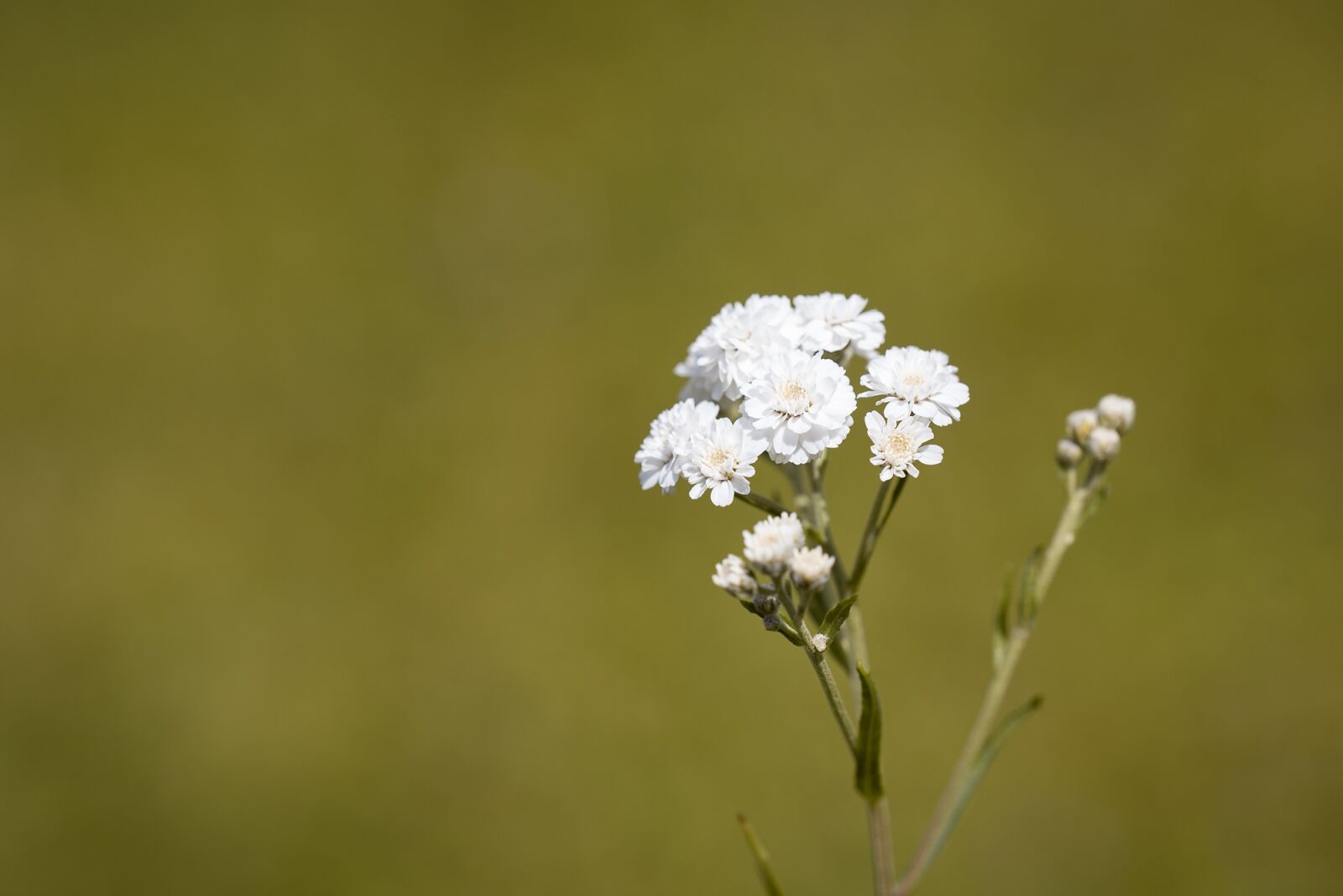 Nikon D750 sample photo. Ranunculus aconitifolius, eisenhut-crowfoot, flower photography