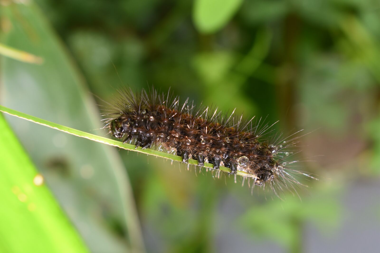 Nikon D3400 sample photo. Nature, macro, insect photography