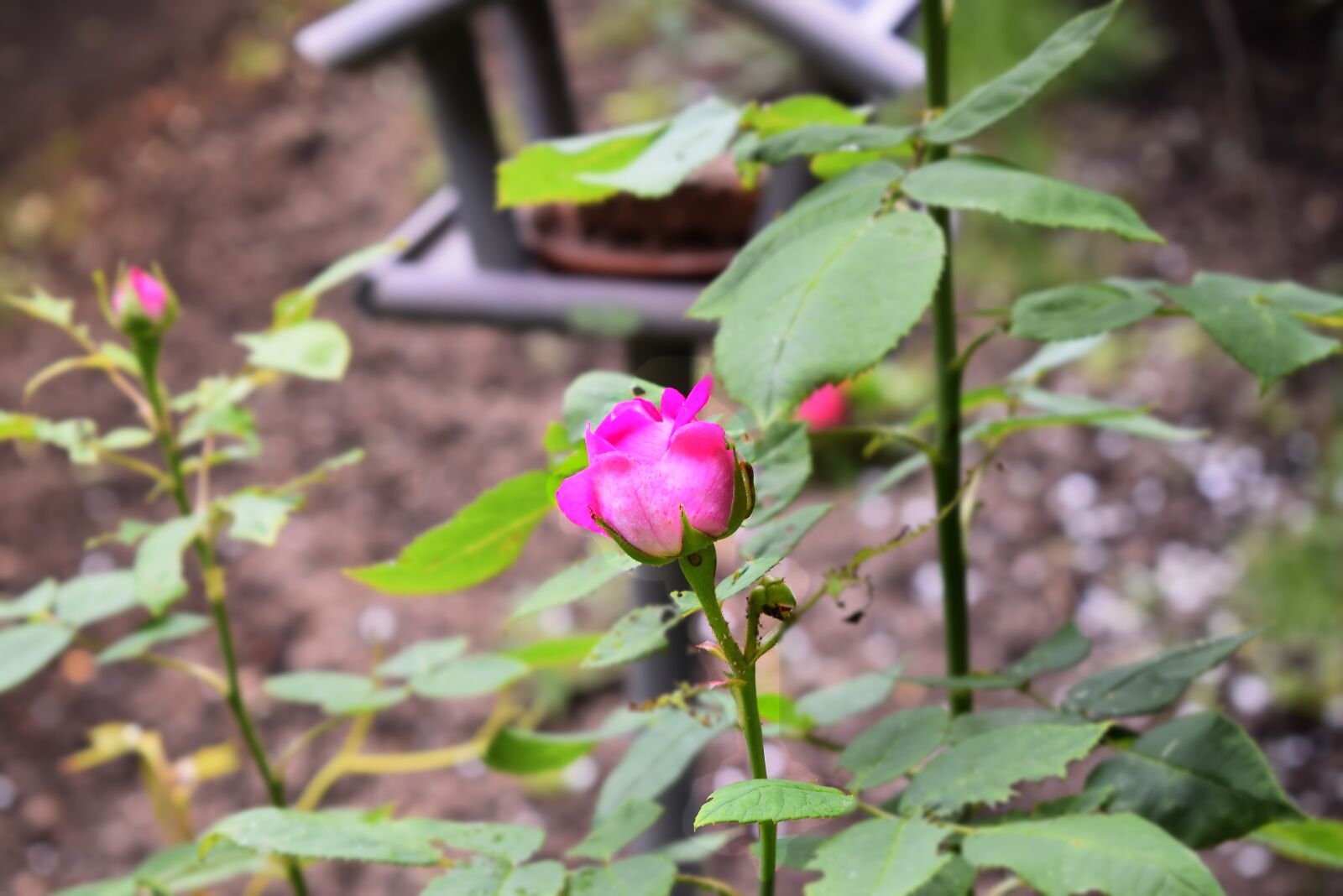 Nikon D3300 sample photo. Rose, garden, flower photography