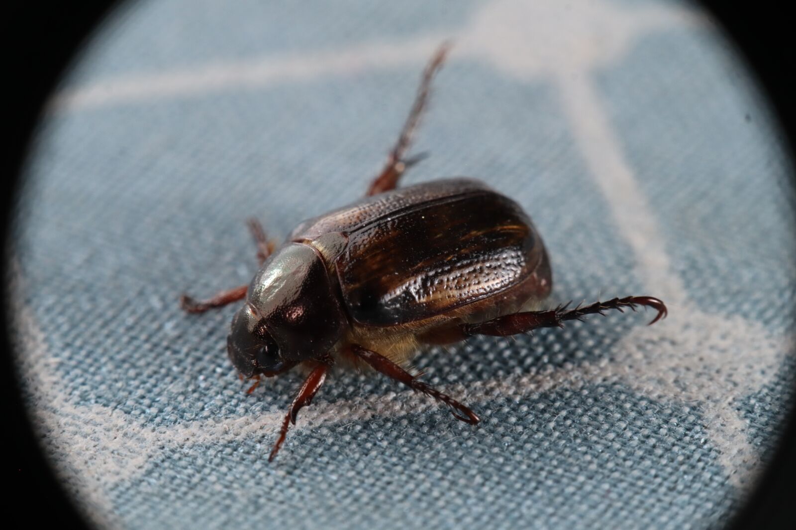 Canon EOS M50 (EOS Kiss M) sample photo. Insect, nature, beetle photography
