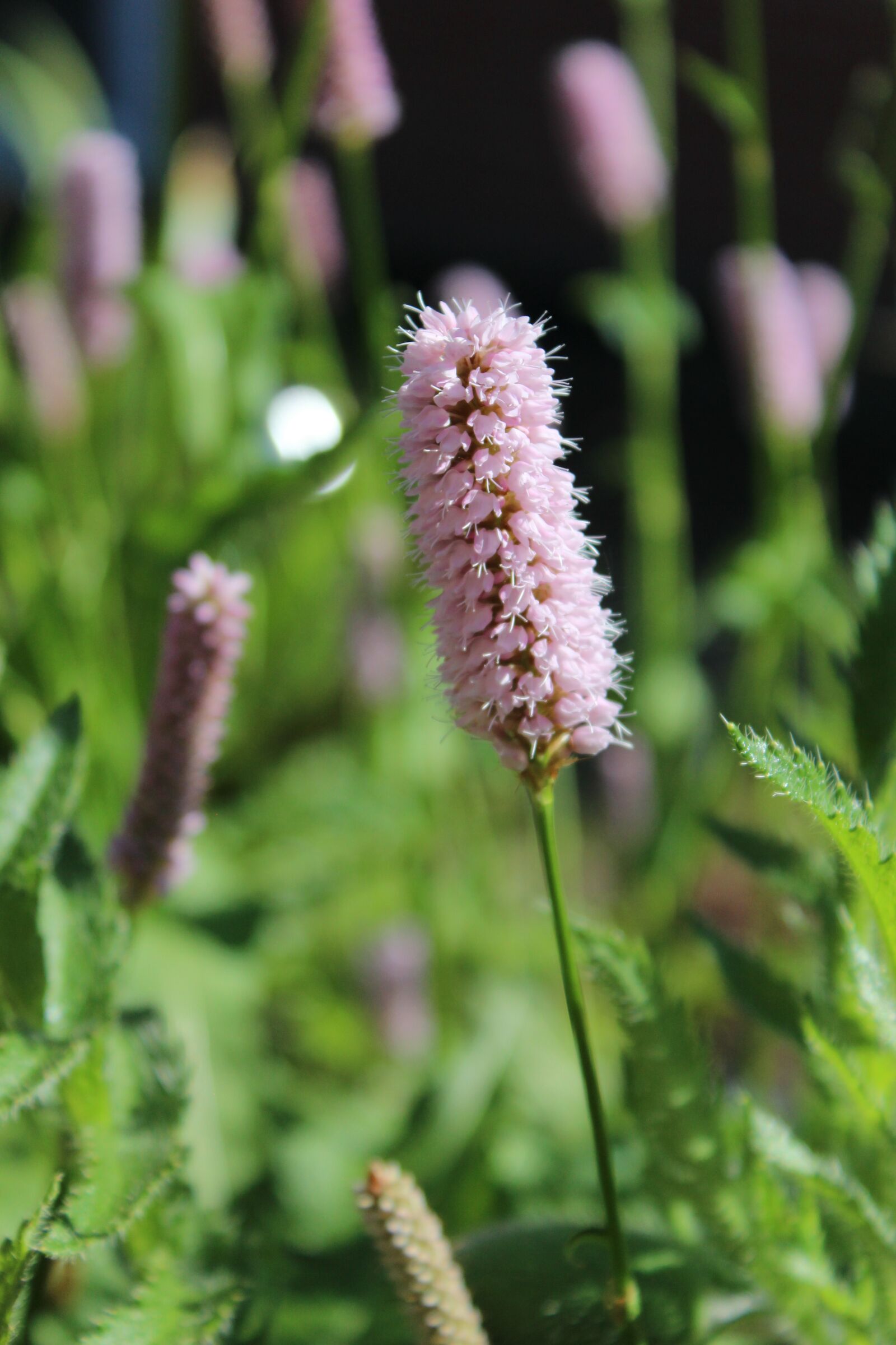 Canon EOS 1200D (EOS Rebel T5 / EOS Kiss X70 / EOS Hi) sample photo. Persicaria, plant, bloom photography