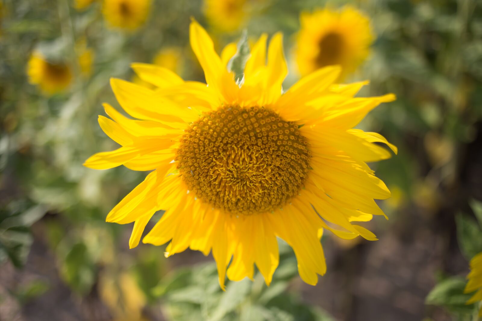 Canon EOS 6D + Canon EF 35mm F2 sample photo. Sunflower, summer flowers, august photography