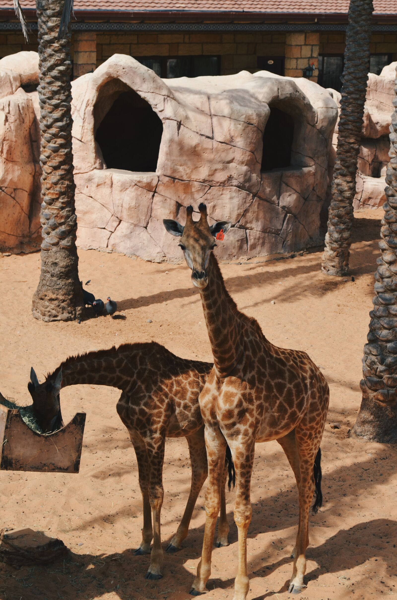 Nikon D5100 sample photo. Animal, giraffe, zoo photography