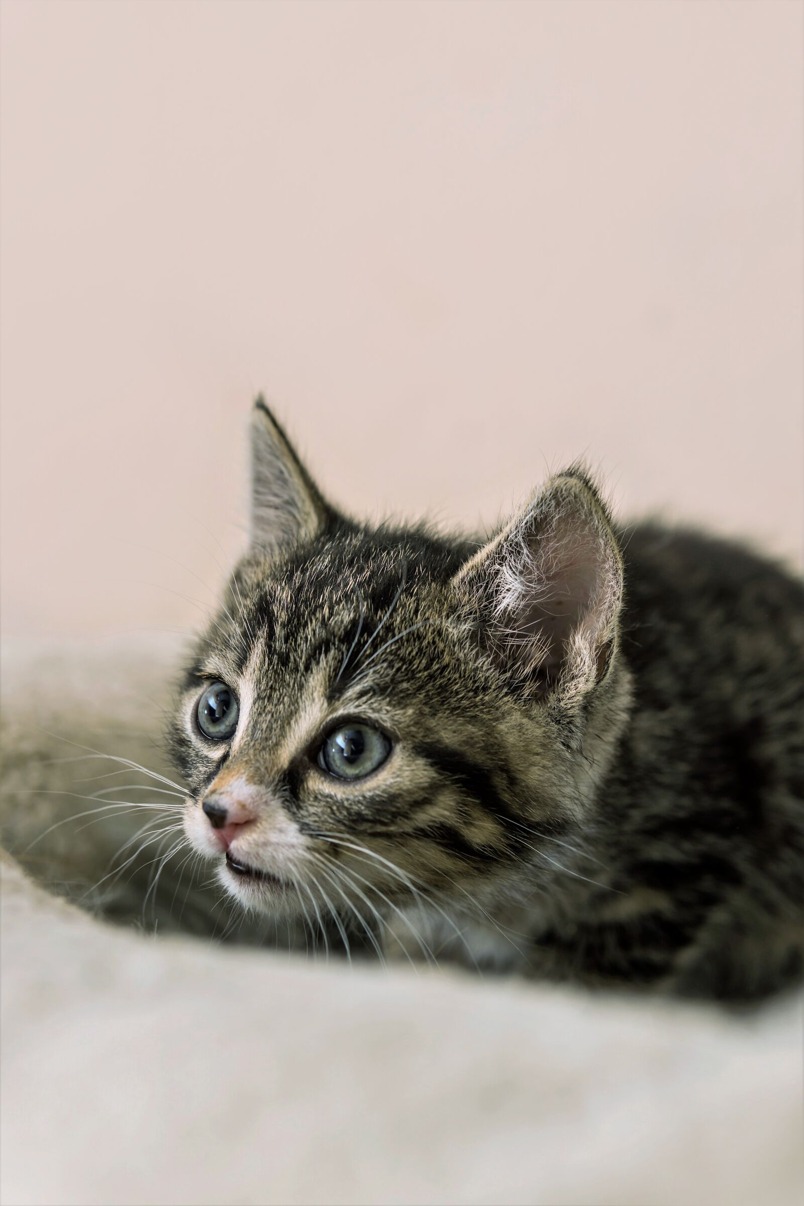 30mm F1.4 DC DN | Contemporary 016 sample photo. Kitten, cat baby, small photography
