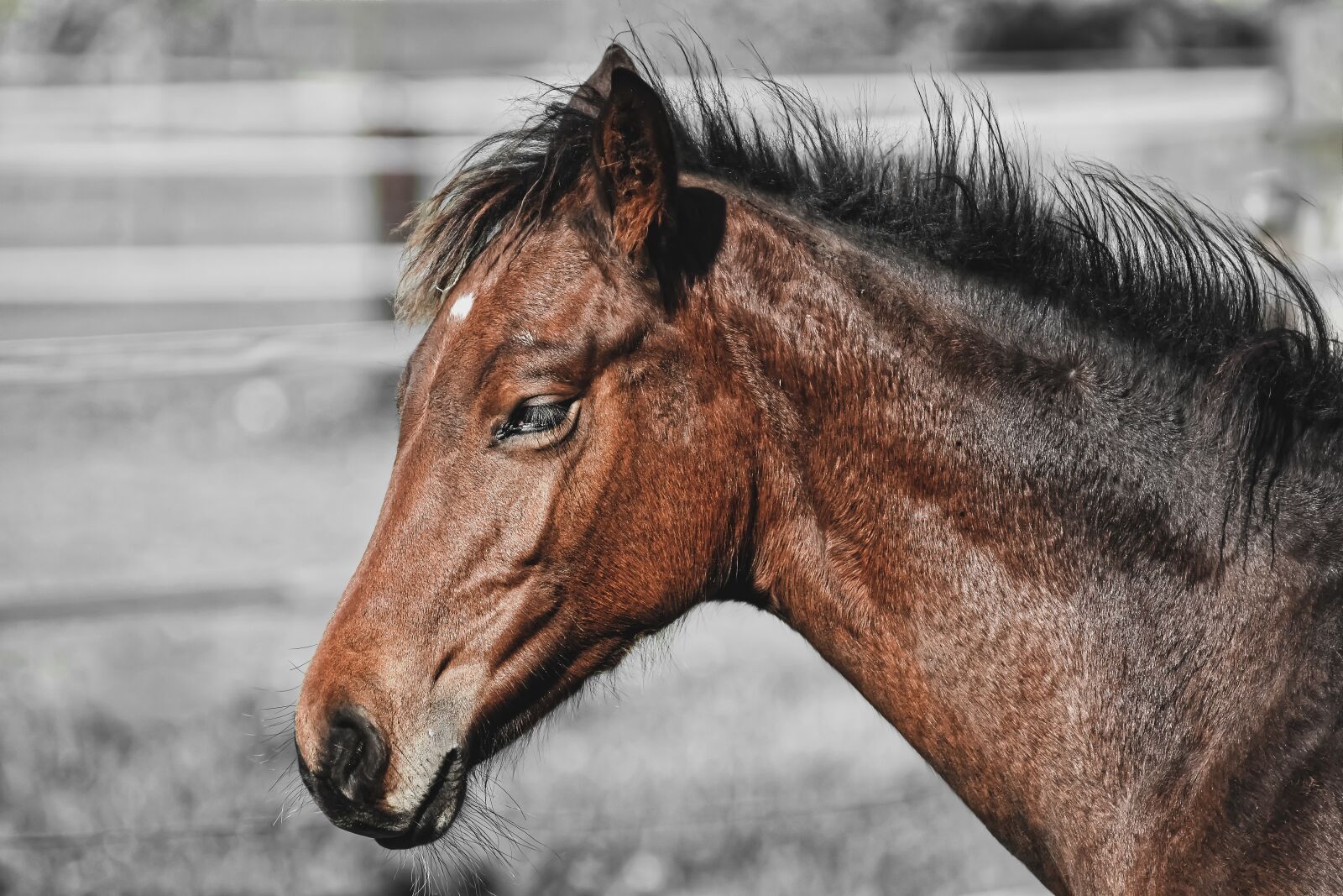 Nikon D7200 sample photo. Foal, horse, small horse photography