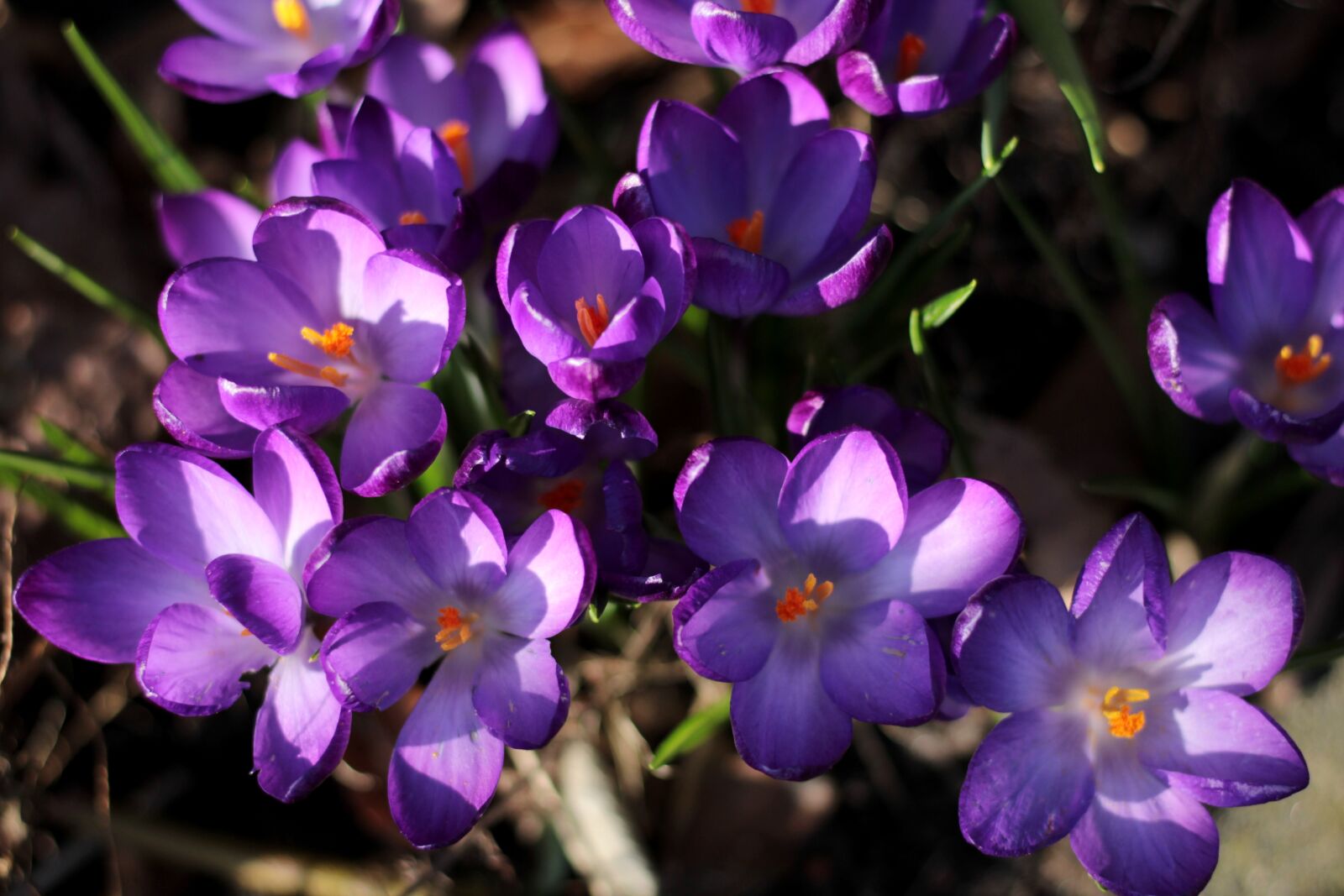 Canon EOS 600D (Rebel EOS T3i / EOS Kiss X5) + Canon EF 50mm F1.8 STM sample photo. Crocus, purple, spring photography
