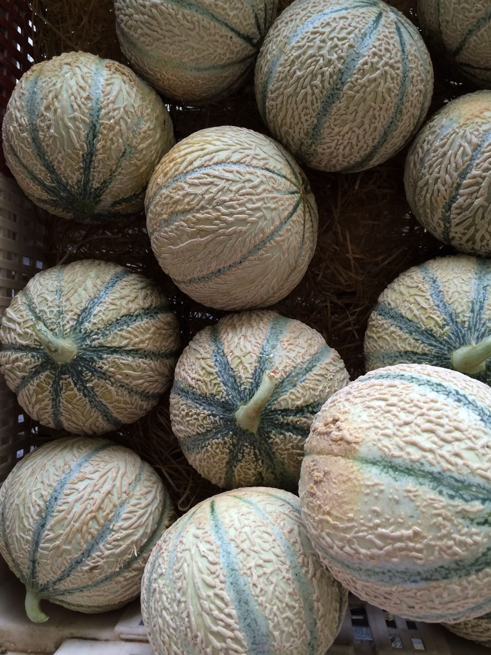 Apple iPhone 5s sample photo. Cantaloupe, melons, fruit photography