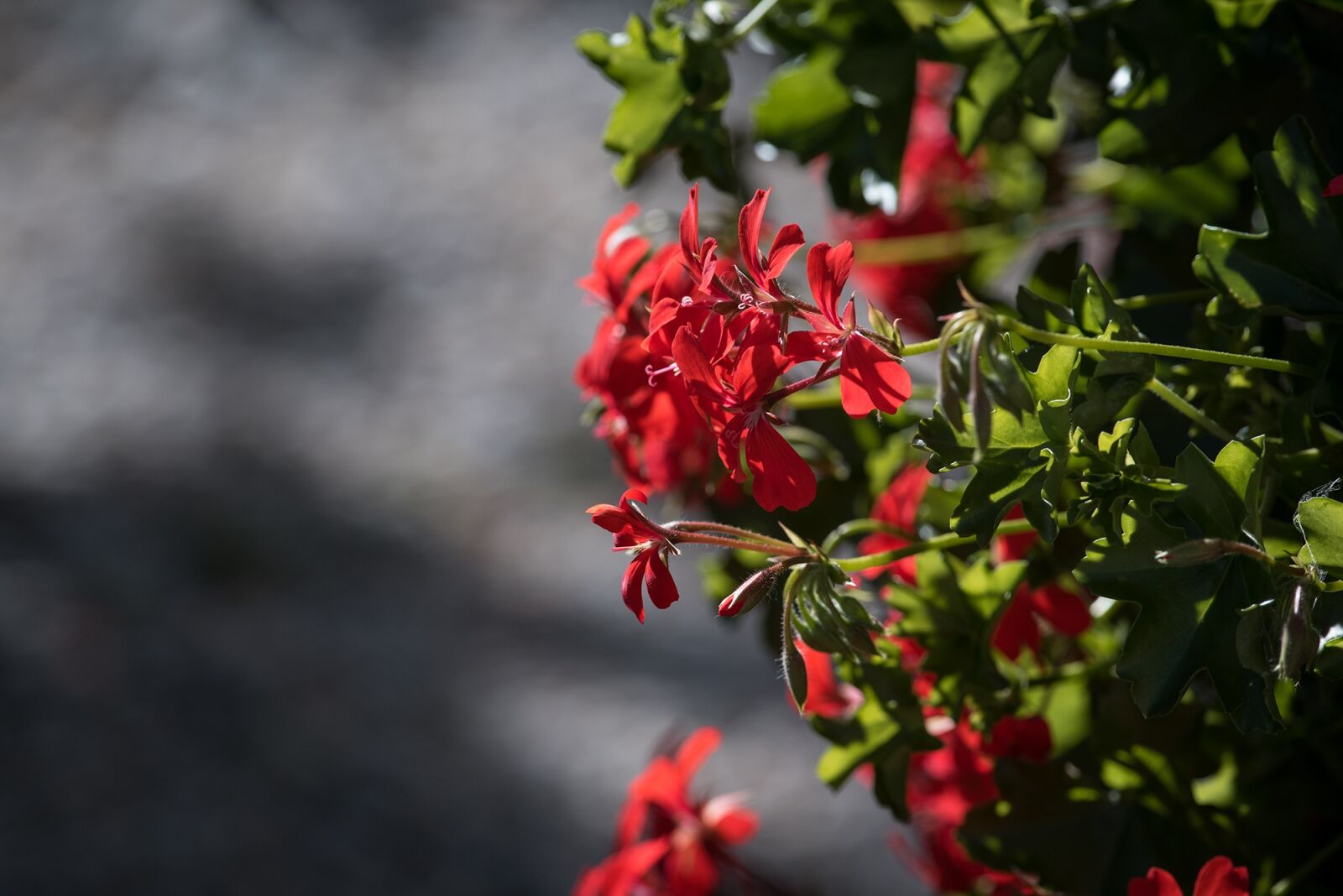 Nikon D750 sample photo. Geranium, pelargoniums, pelargonium photography