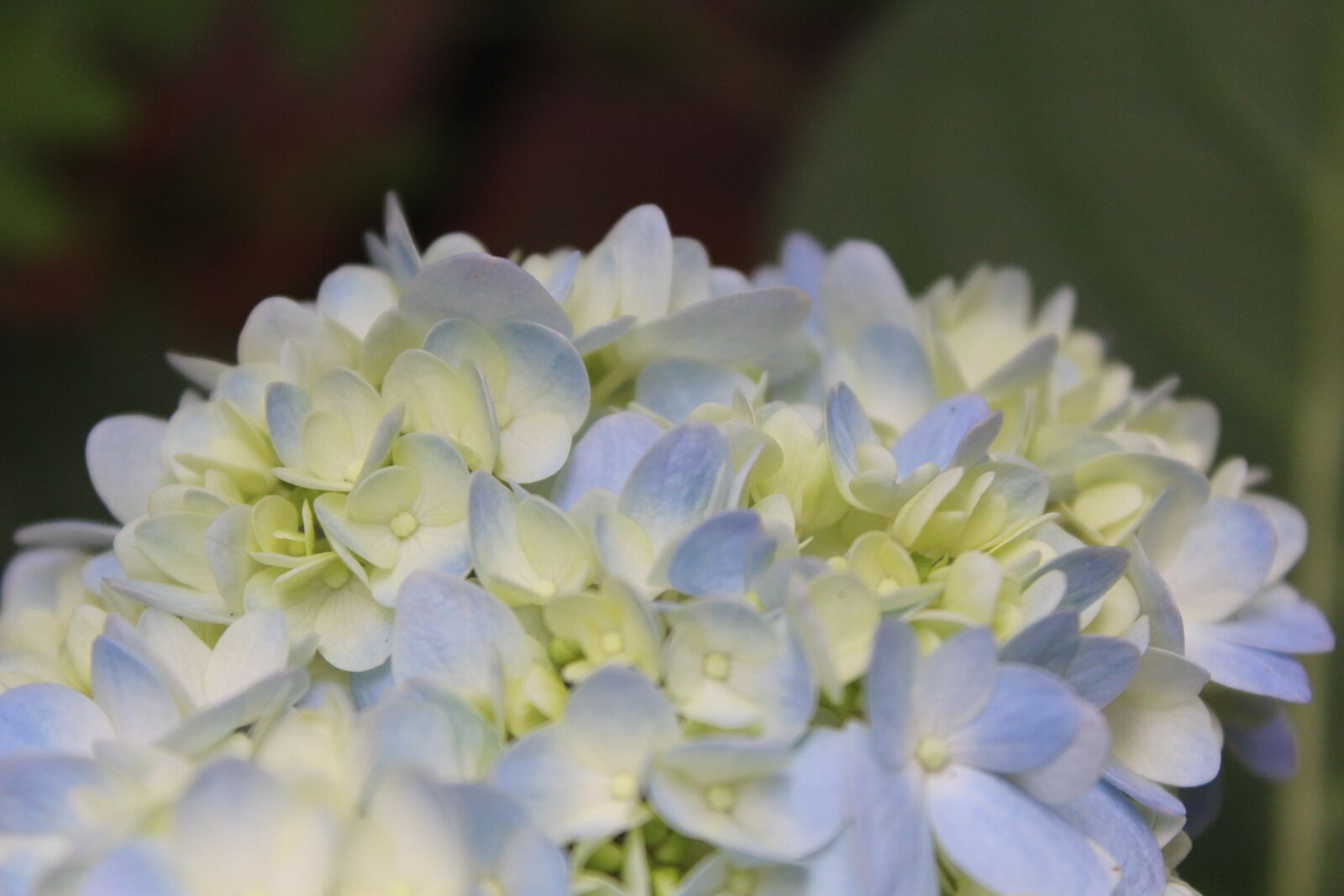 Canon EOS 1200D (EOS Rebel T5 / EOS Kiss X70 / EOS Hi) sample photo. Flowers, blue, green photography