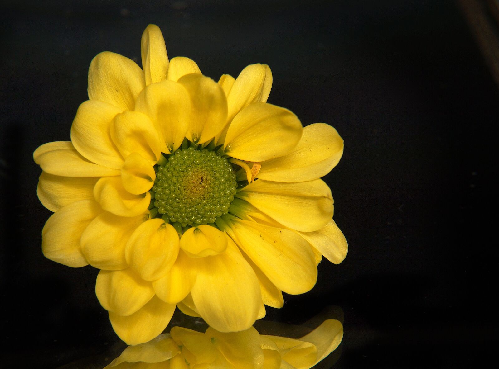 Sony Alpha NEX-F3 + Sony E 18-55mm F3.5-5.6 OSS sample photo. Chrysanthemum, yellow daisies, yellow photography