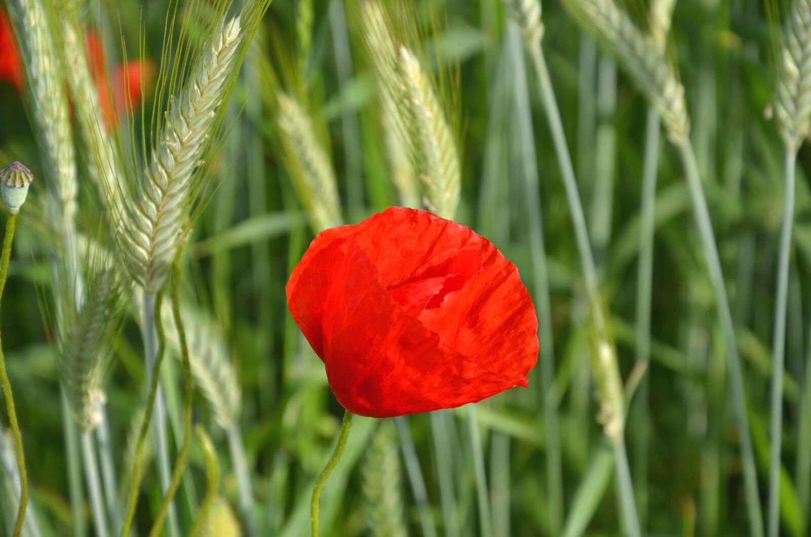 Nikon D7000 sample photo. Poppy, cornfield, summer photography