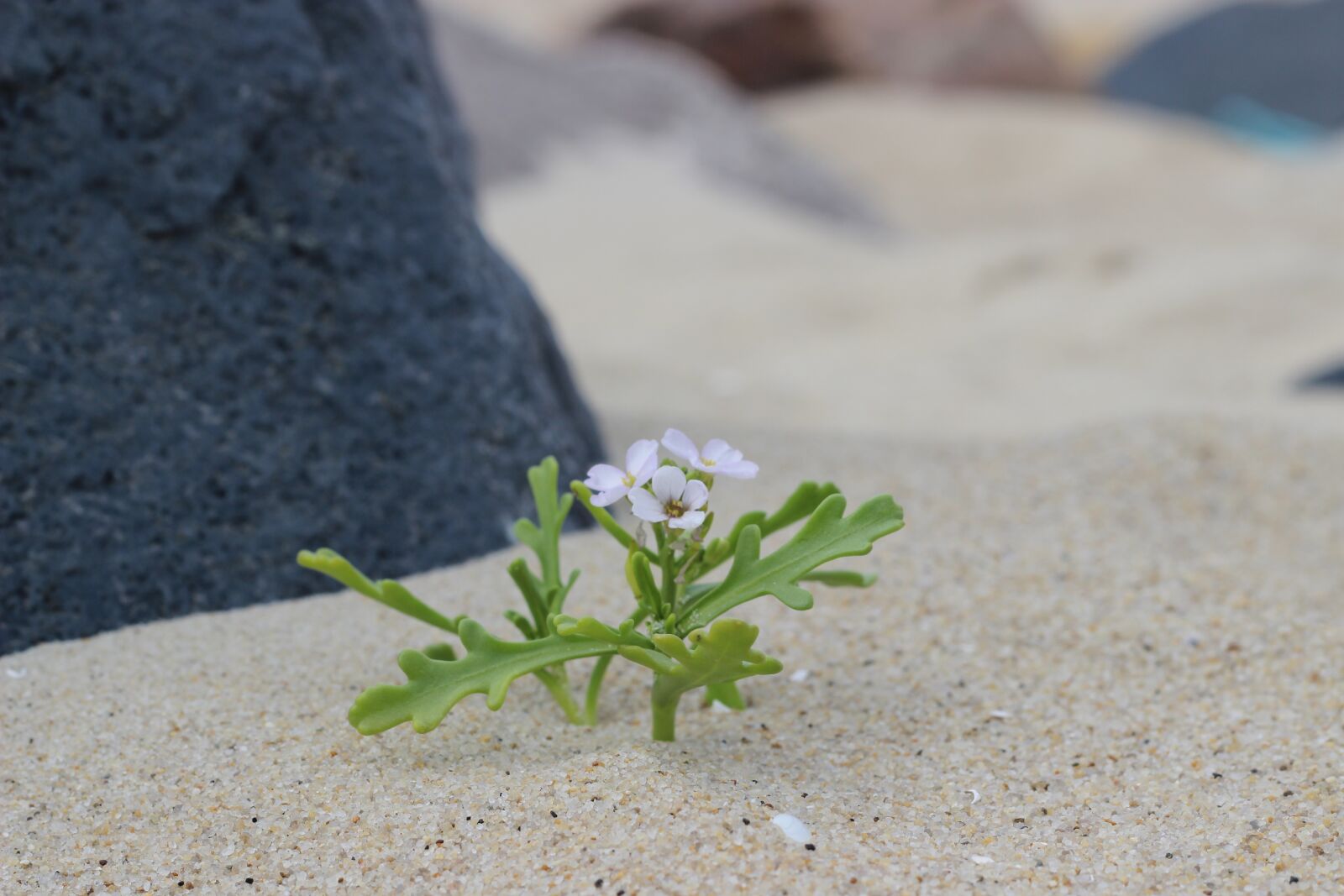 Canon EOS 600D (Rebel EOS T3i / EOS Kiss X5) + Canon EF 50mm F1.8 II sample photo. Sand, bank, beach photography