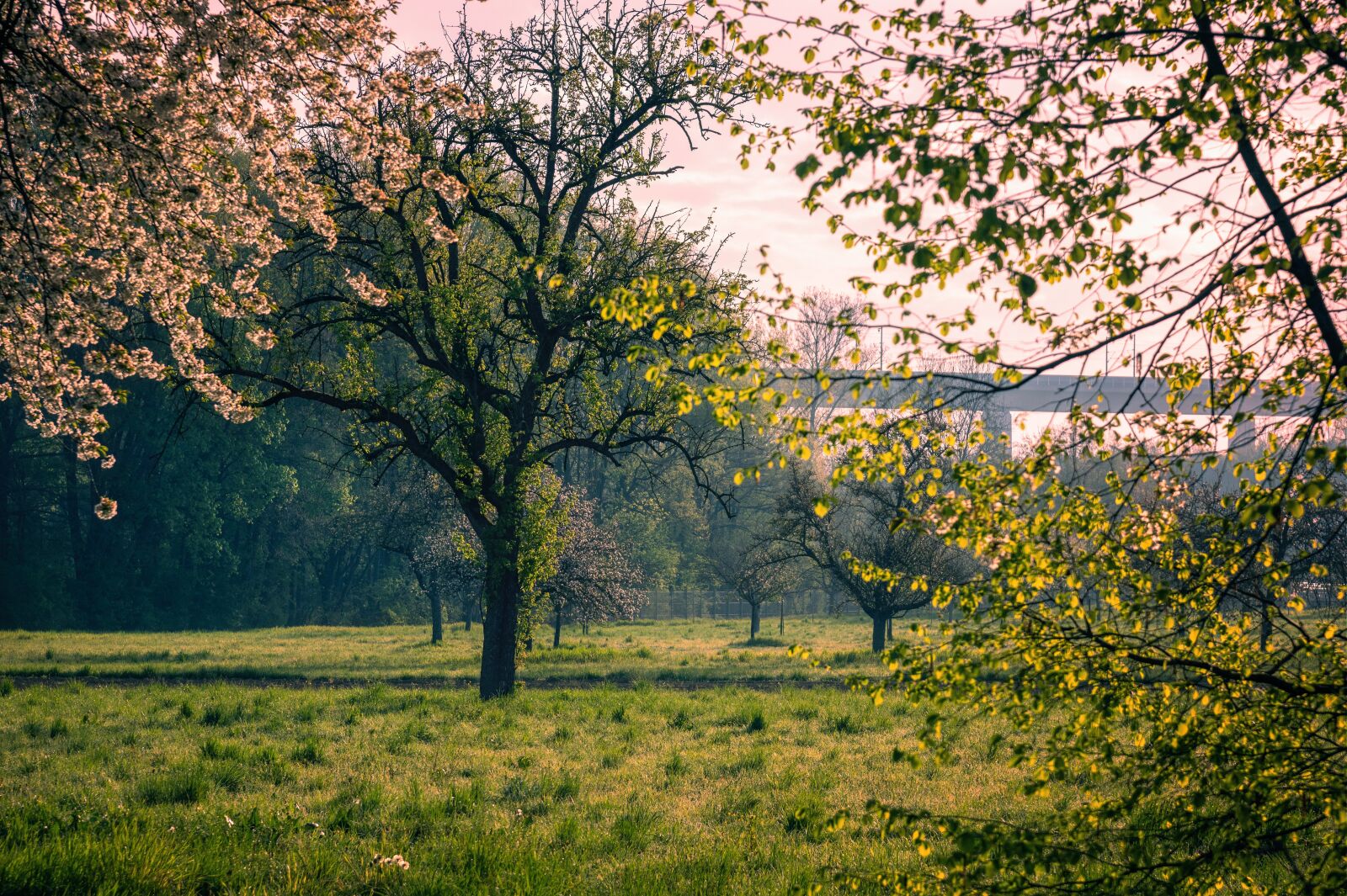 Nikon Z6 sample photo. Spring, bloom, trees photography