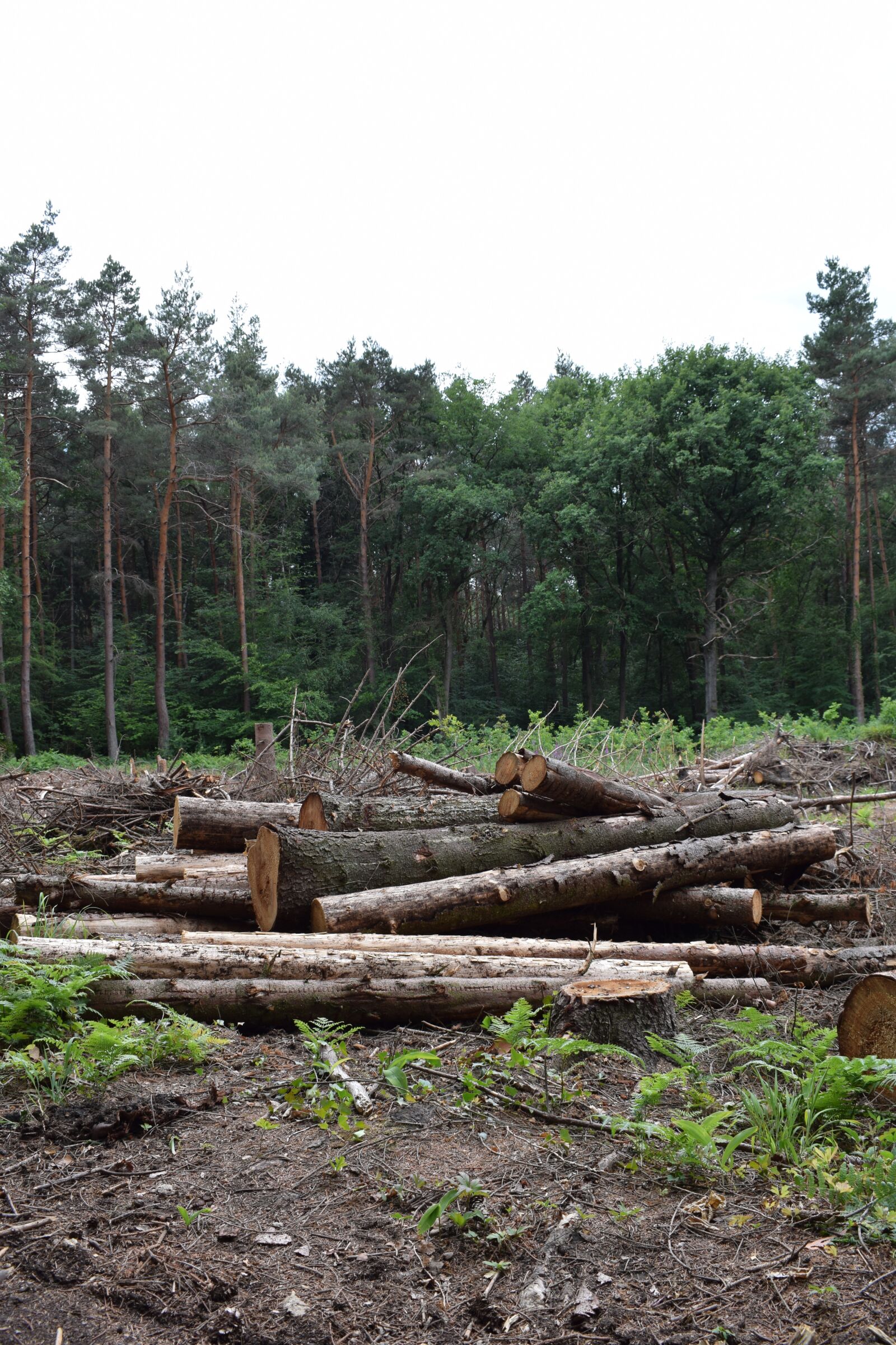 Nikon D5300 sample photo. Wood, forest, nature photography