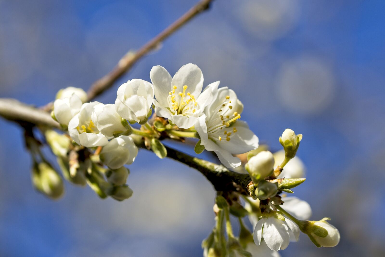 Canon TAMRON SP 90mm F/2.8 Di VC USD MACRO1:1 F004 sample photo. Plum tree, plums, blossom photography