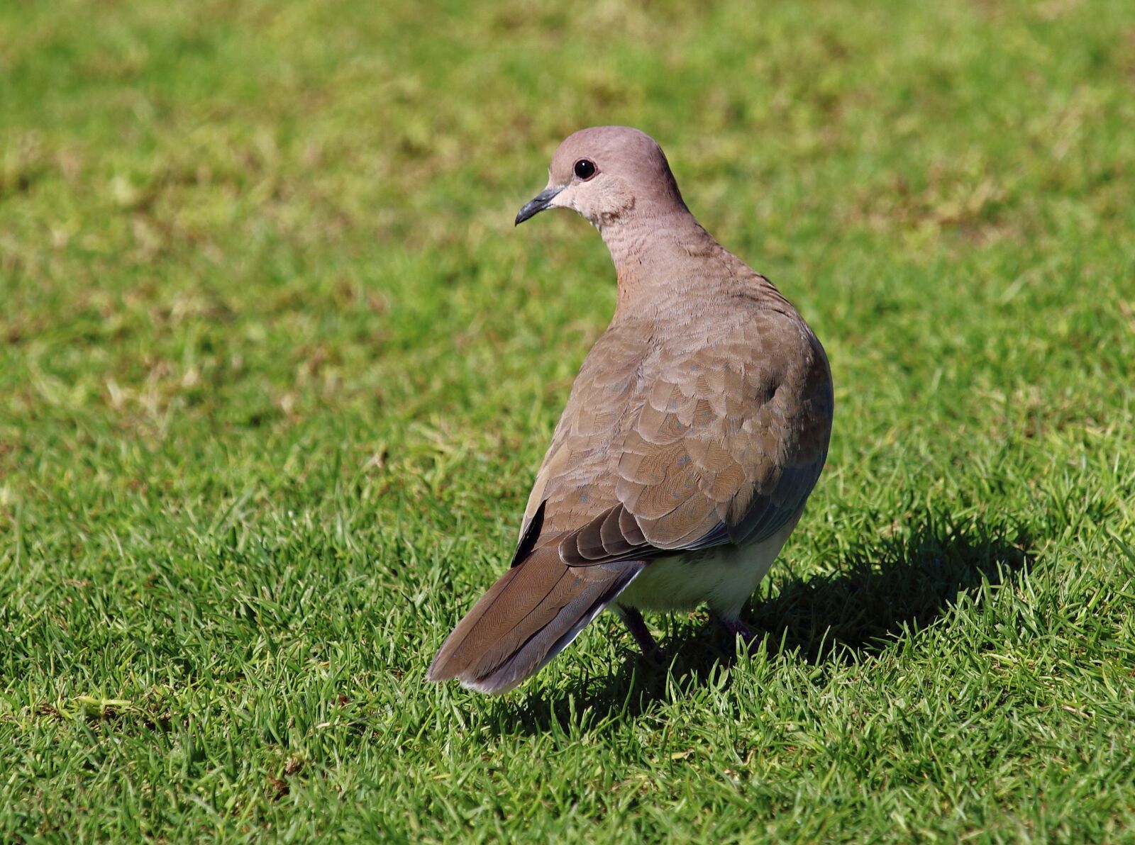 Canon EOS 1200D (EOS Rebel T5 / EOS Kiss X70 / EOS Hi) sample photo. Dove, pigeon, nature photography