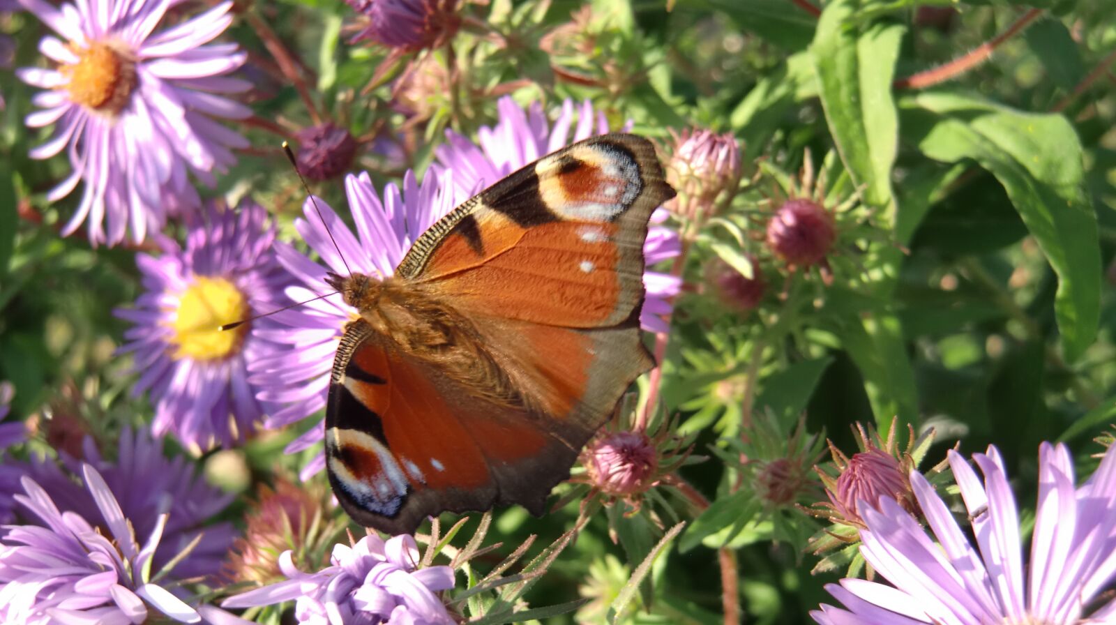 CASIO EX-H10 sample photo. Butterfly, spring, flowers photography