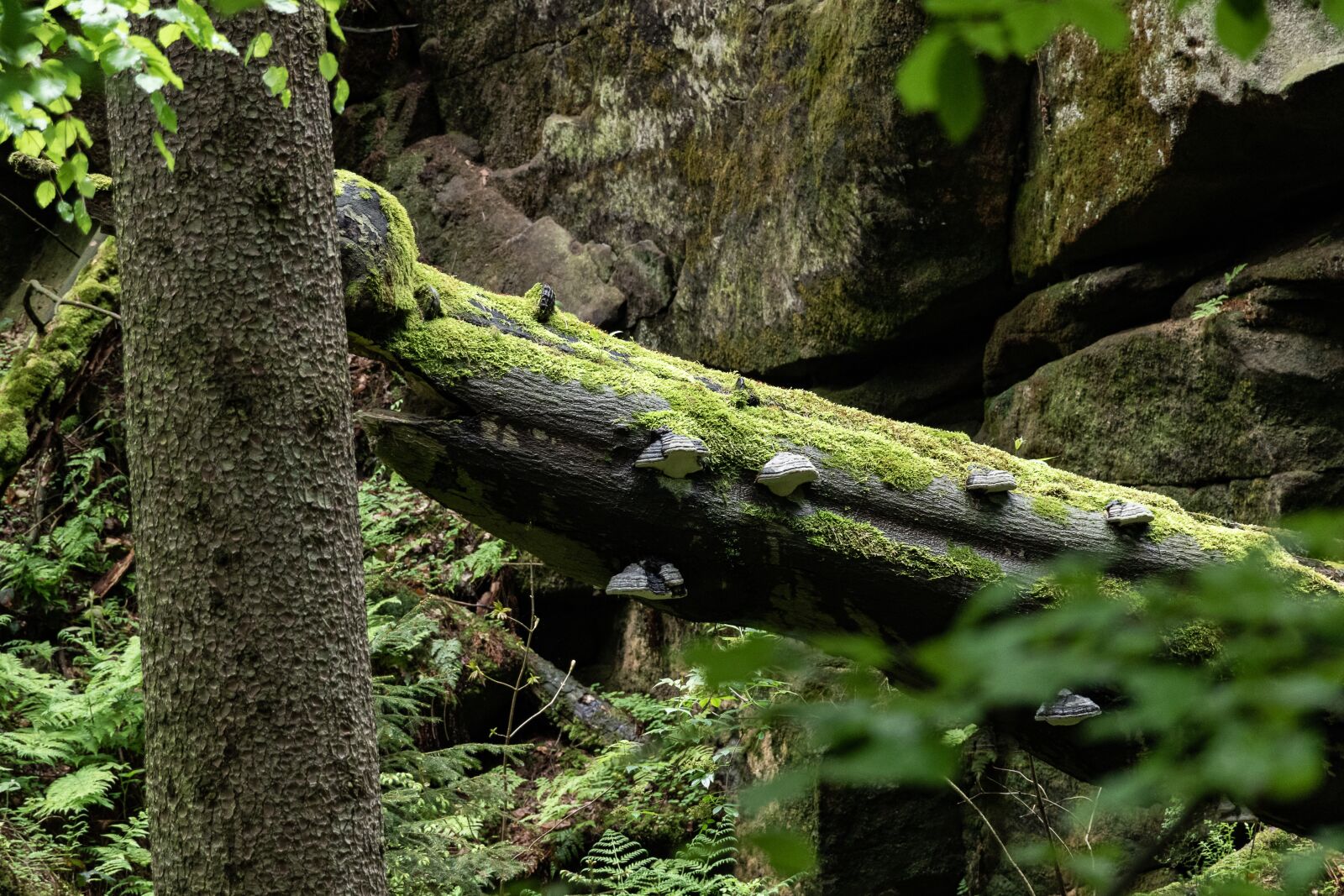 Canon EOS 7D Mark II sample photo. Tree, mushrooms, forest photography