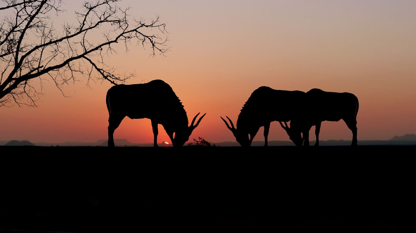 Panasonic Lumix DMC-FZ200 sample photo. Sunset, animals, onix photography