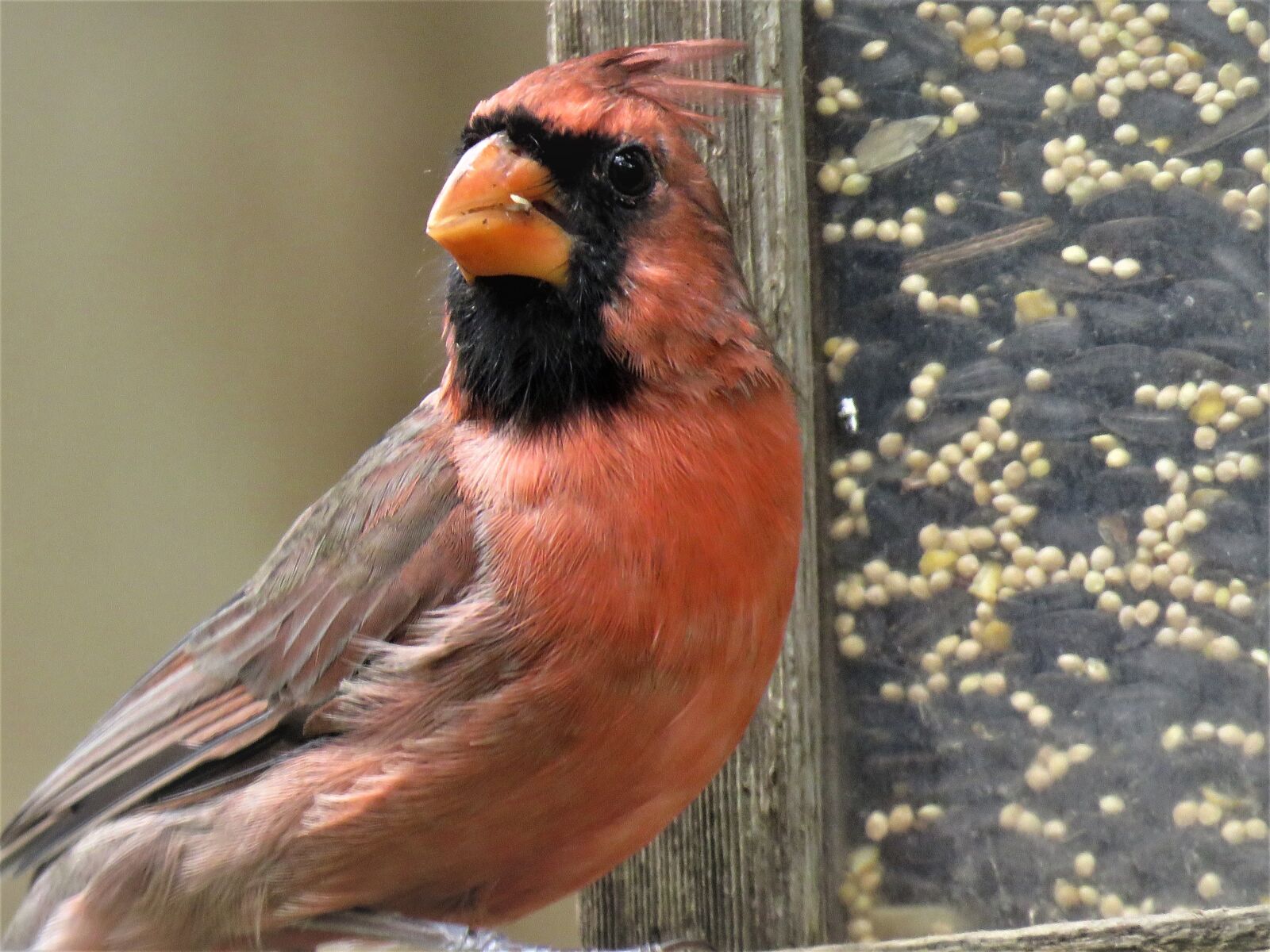 Canon PowerShot SX60 HS sample photo. Bird, close up, male photography