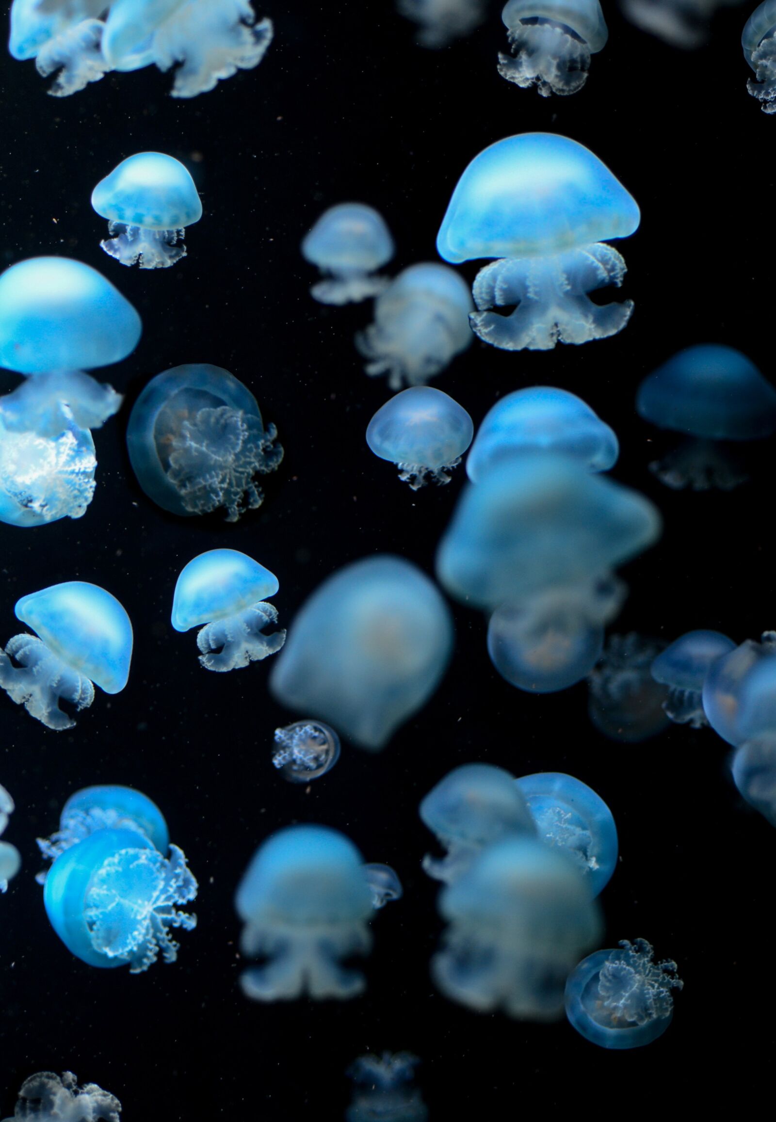 Nikon D610 sample photo. Jellyfish, sea animal, underwater photography