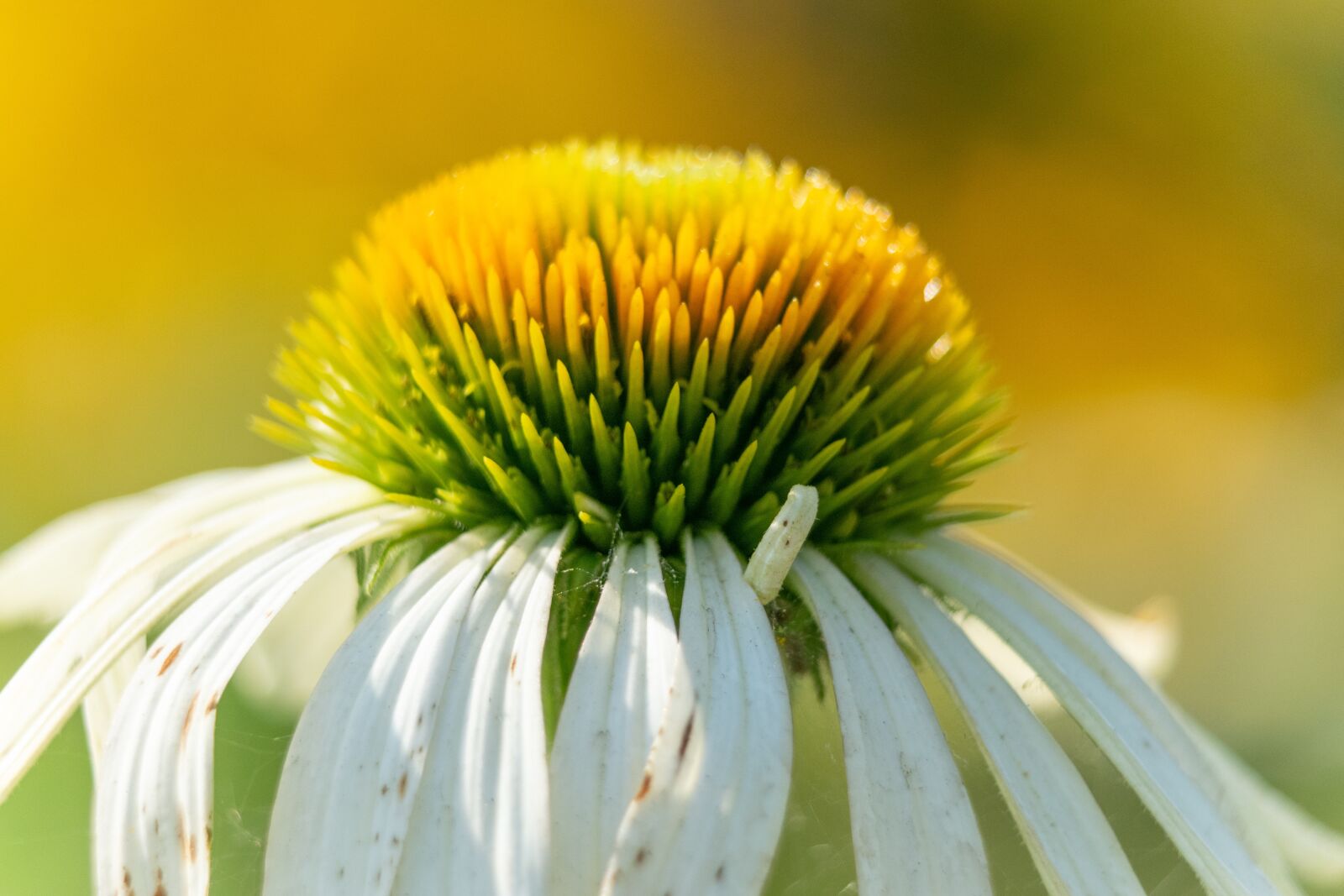 Nikon D3300 sample photo. Flower, garden, flowers photography
