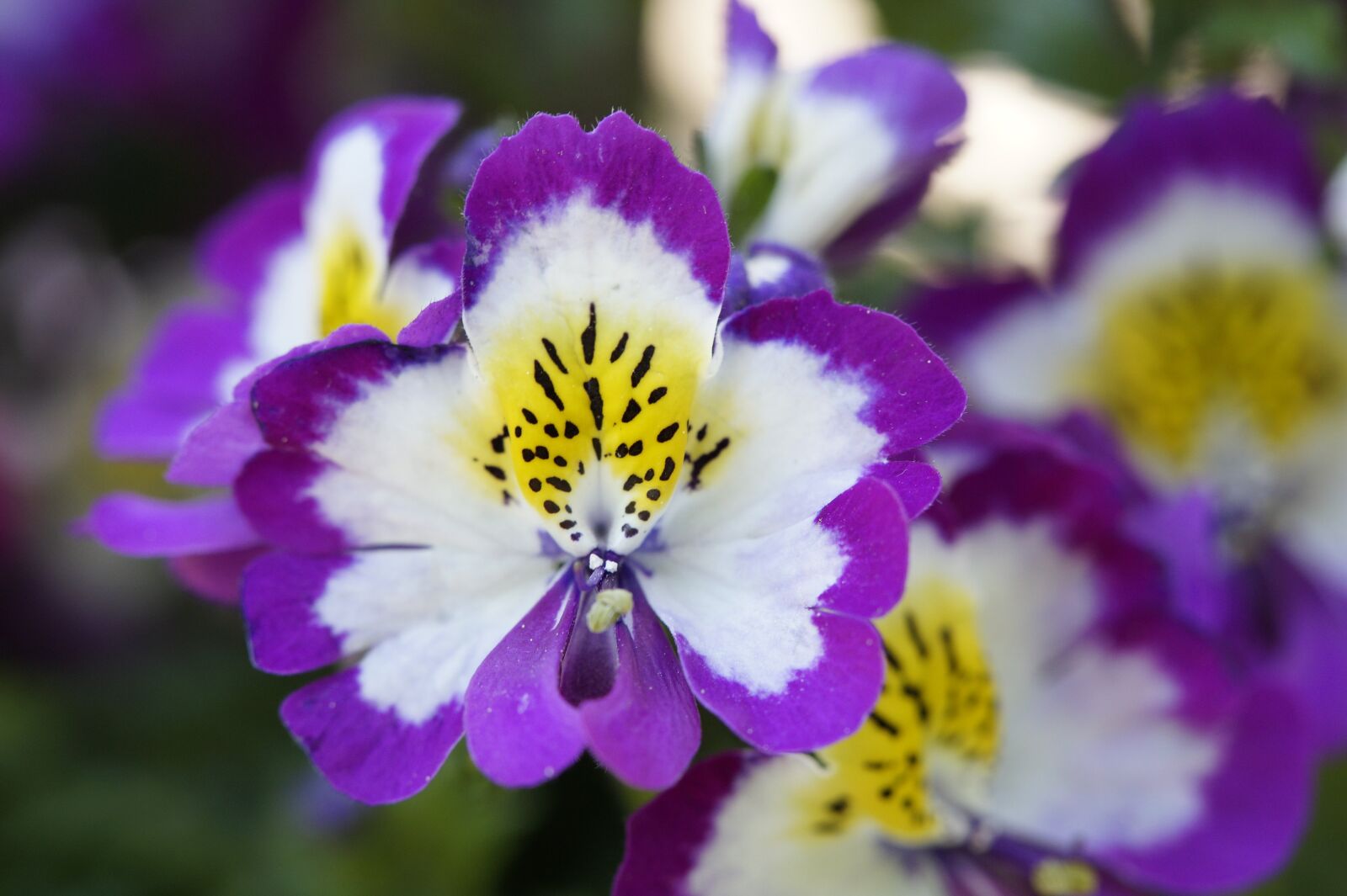 Sony SLT-A58 sample photo. Bauernorchidee, ornamental flower, ornamental photography
