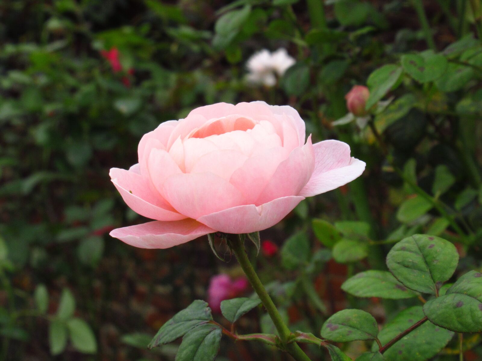 Canon PowerShot SX620 HS sample photo. Rose, pink, floral photography